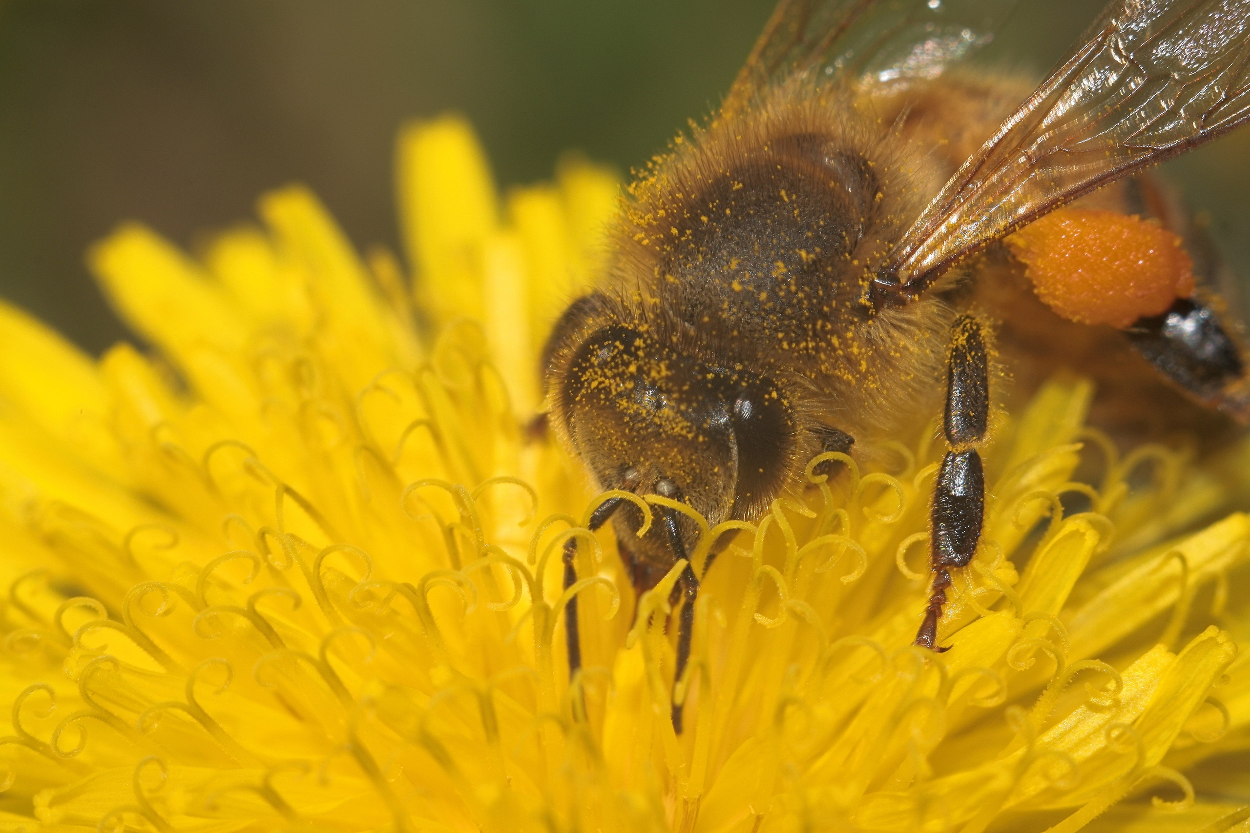 Съёмка животных и макро фото (Photographing animals and macro). Фотограф (photographer) Lischinski Vitaliy