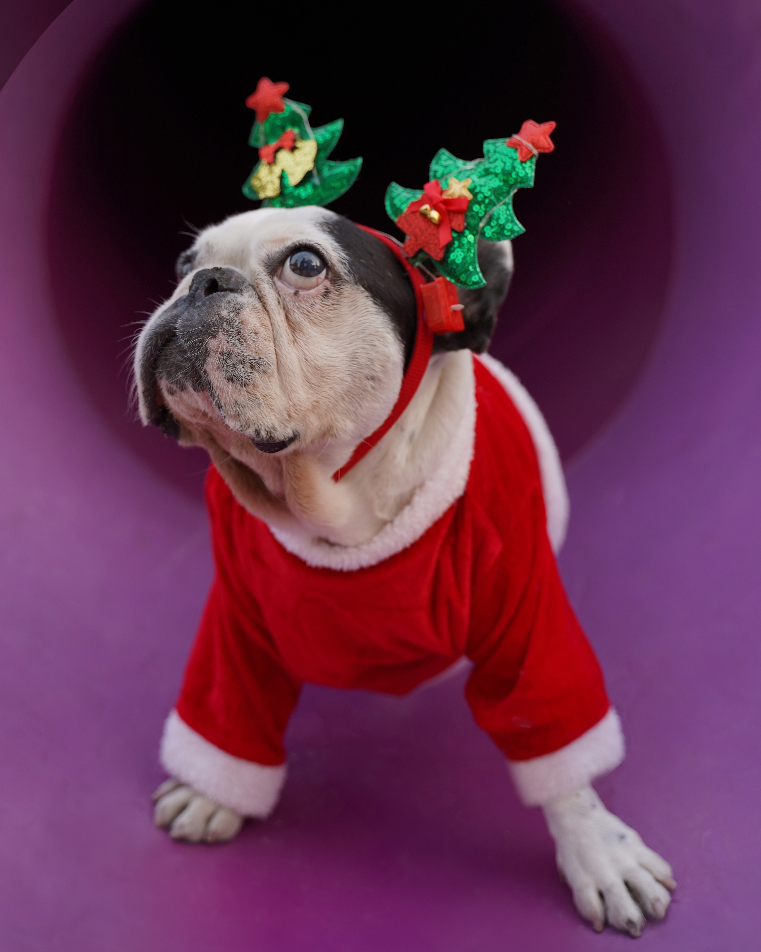 Dogs Christmas trees. Katyavasileva