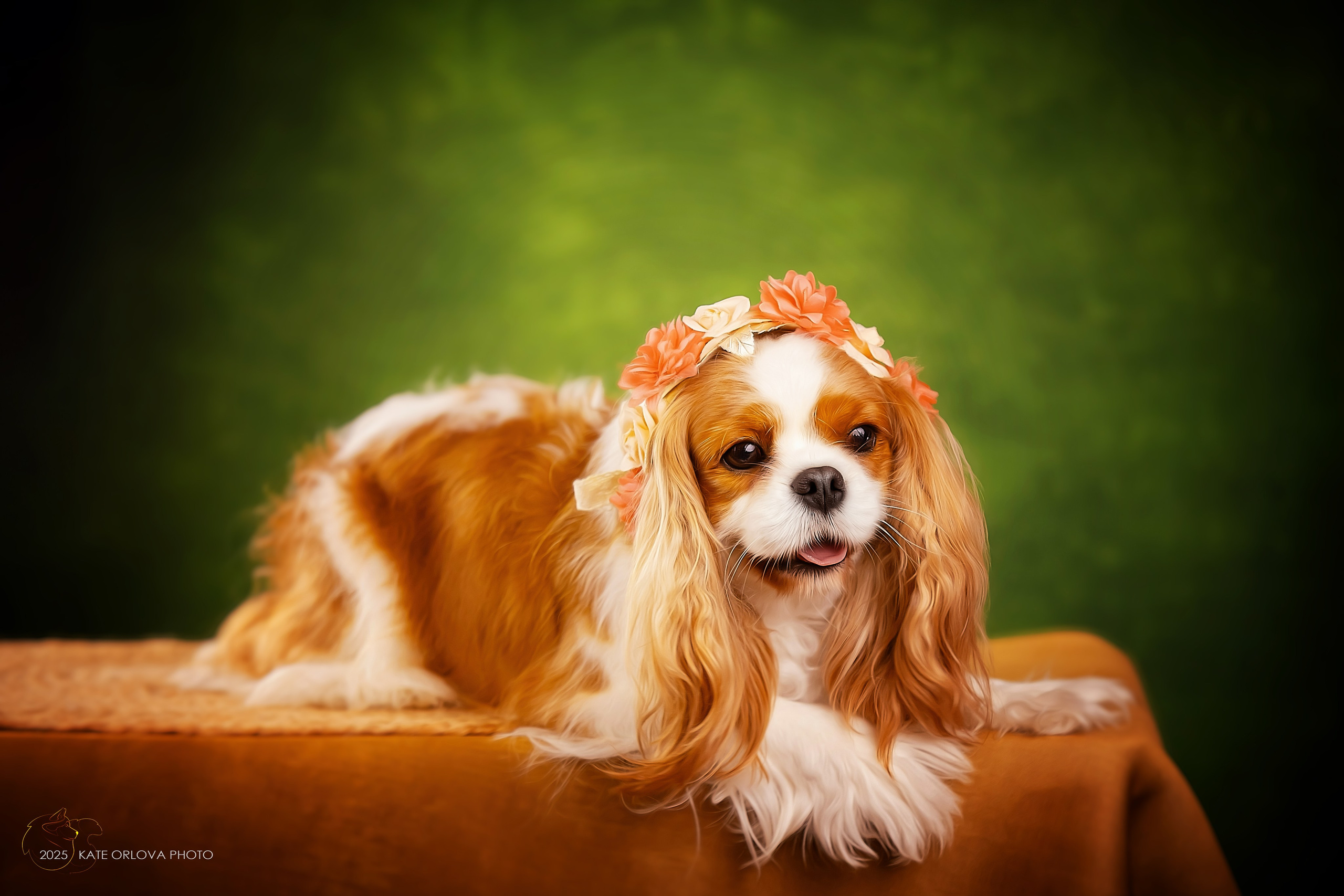 Суки. Питомник кавалер кинг чарльз спаниелей