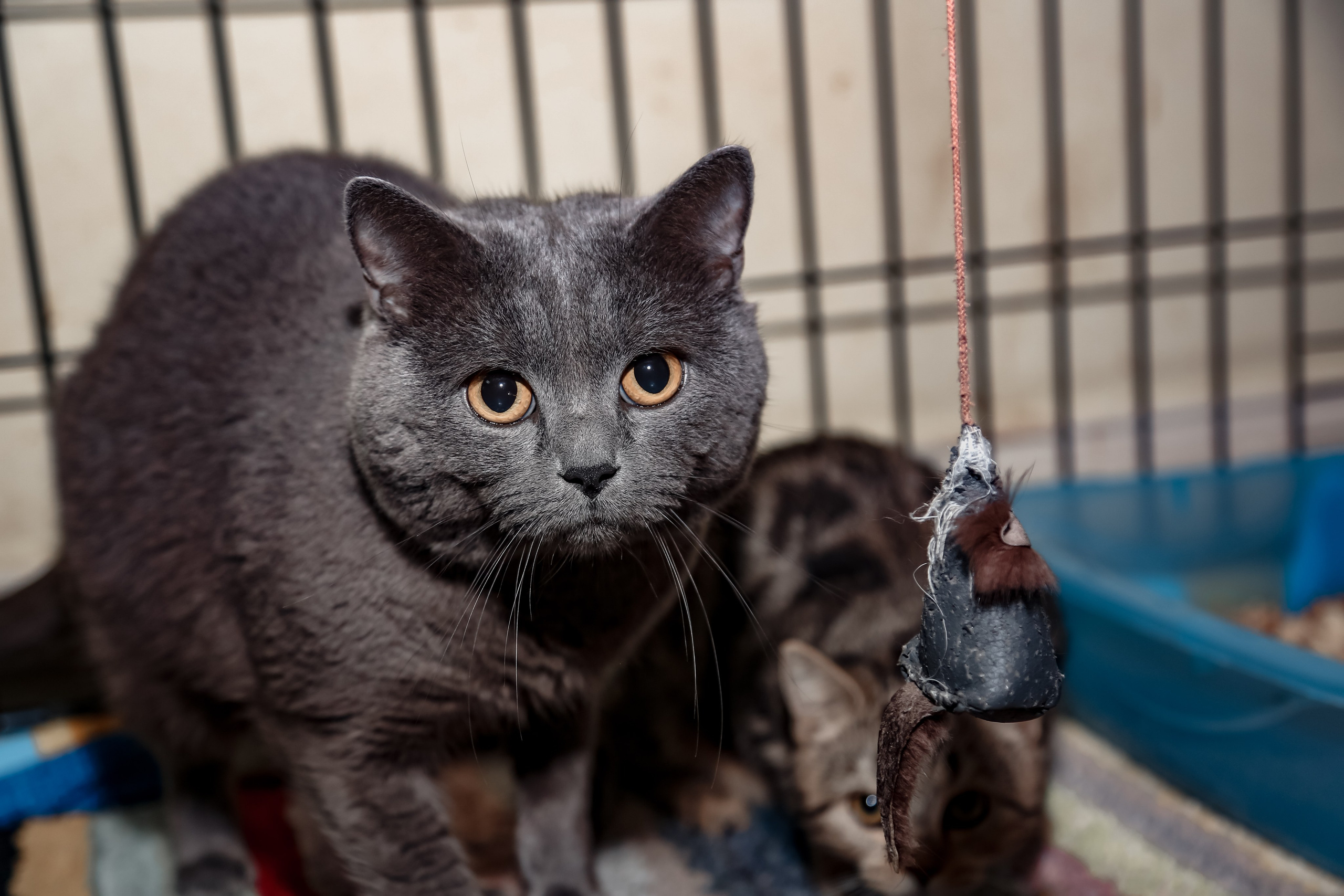 Приют Кошкин Дом Филимоша. Ваш фотограф в Оренбурге Рощупкина Екатерина