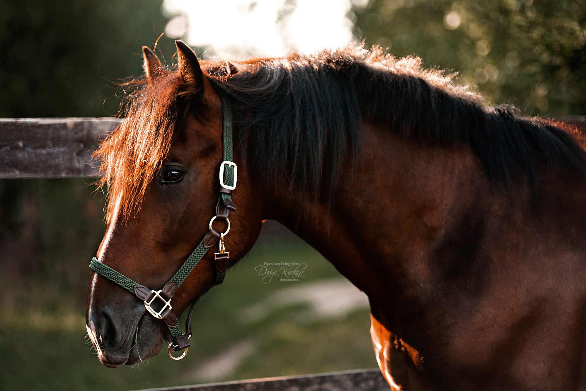 Волконский. Конный фотограф Куракина Дарья • Фотосессии с лошадьми