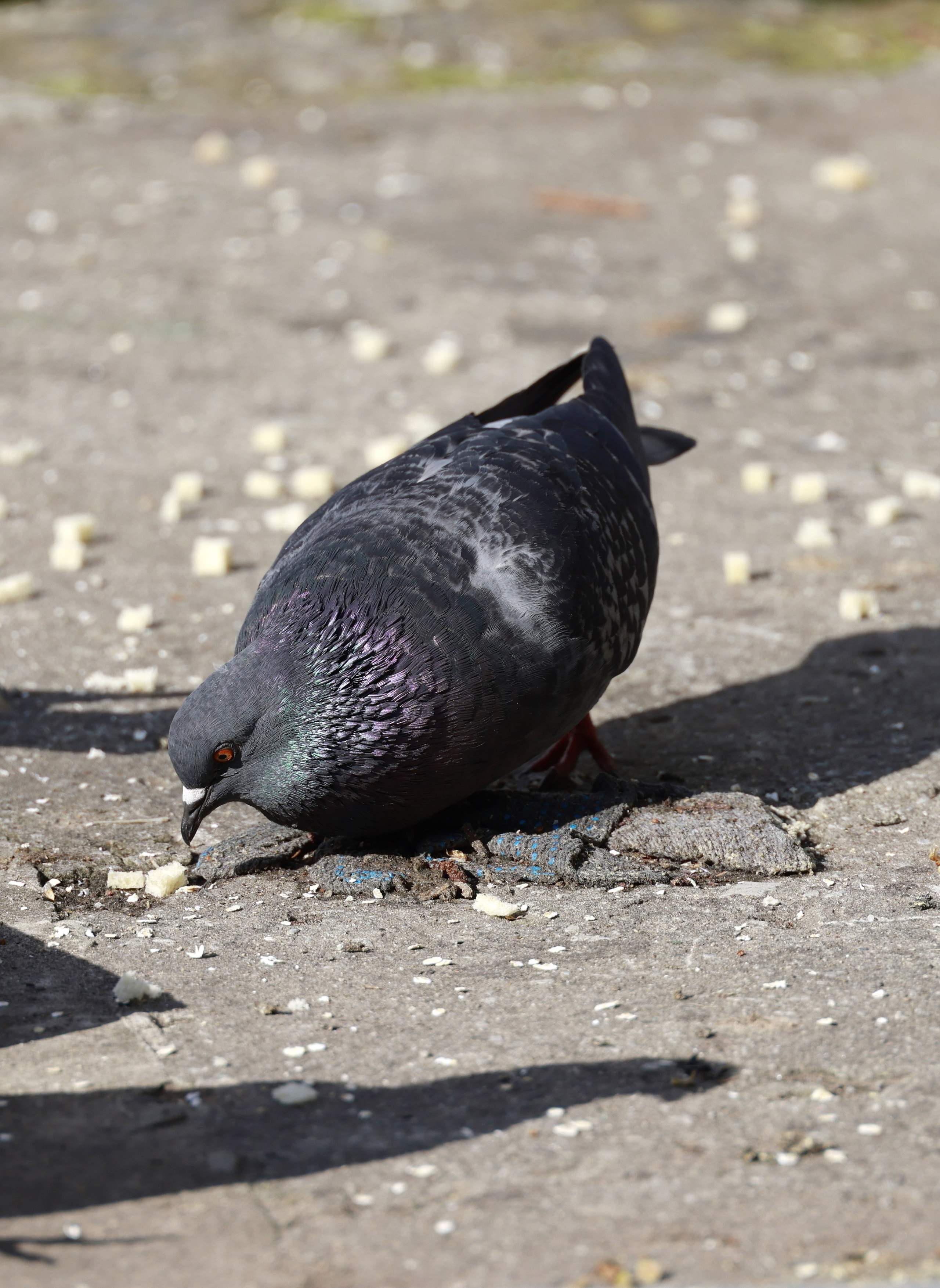 Голуби. Фотохудожник BID