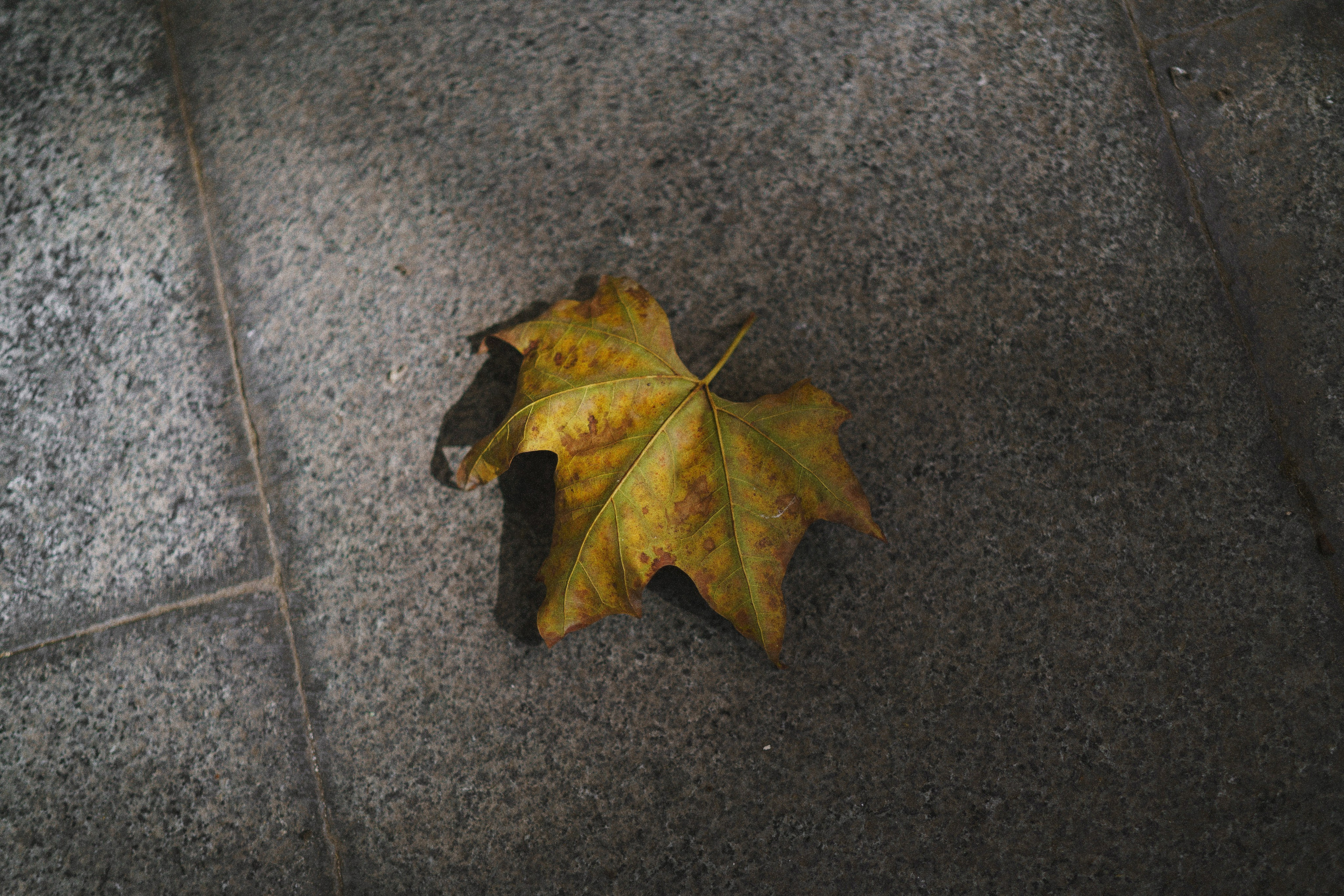 Тбилиси: Гера и Наташа. Свадебный и индивидуальный фотограф Татьяна Гуляева