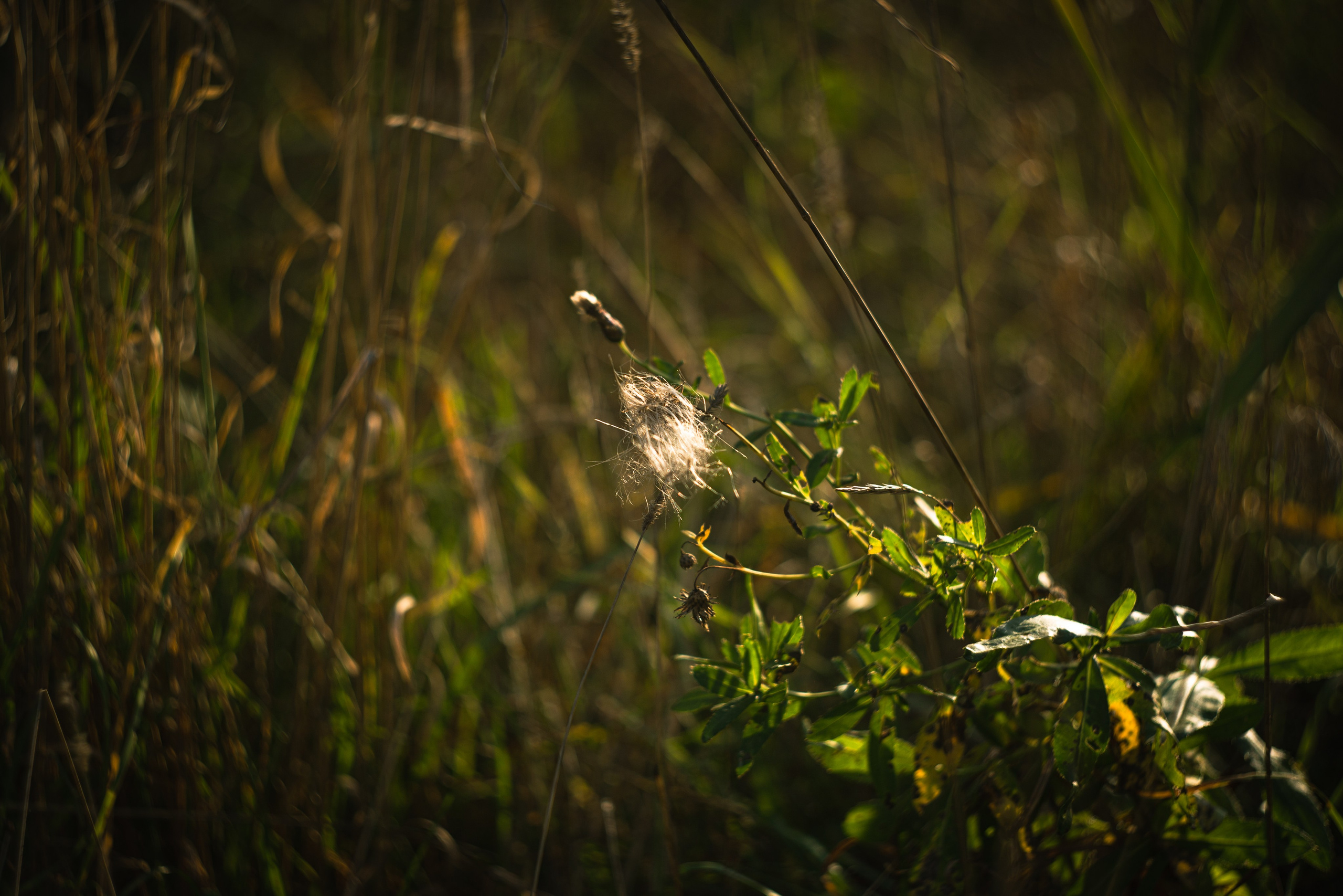 Сентябрь 2023. Efremovaphoto.ru