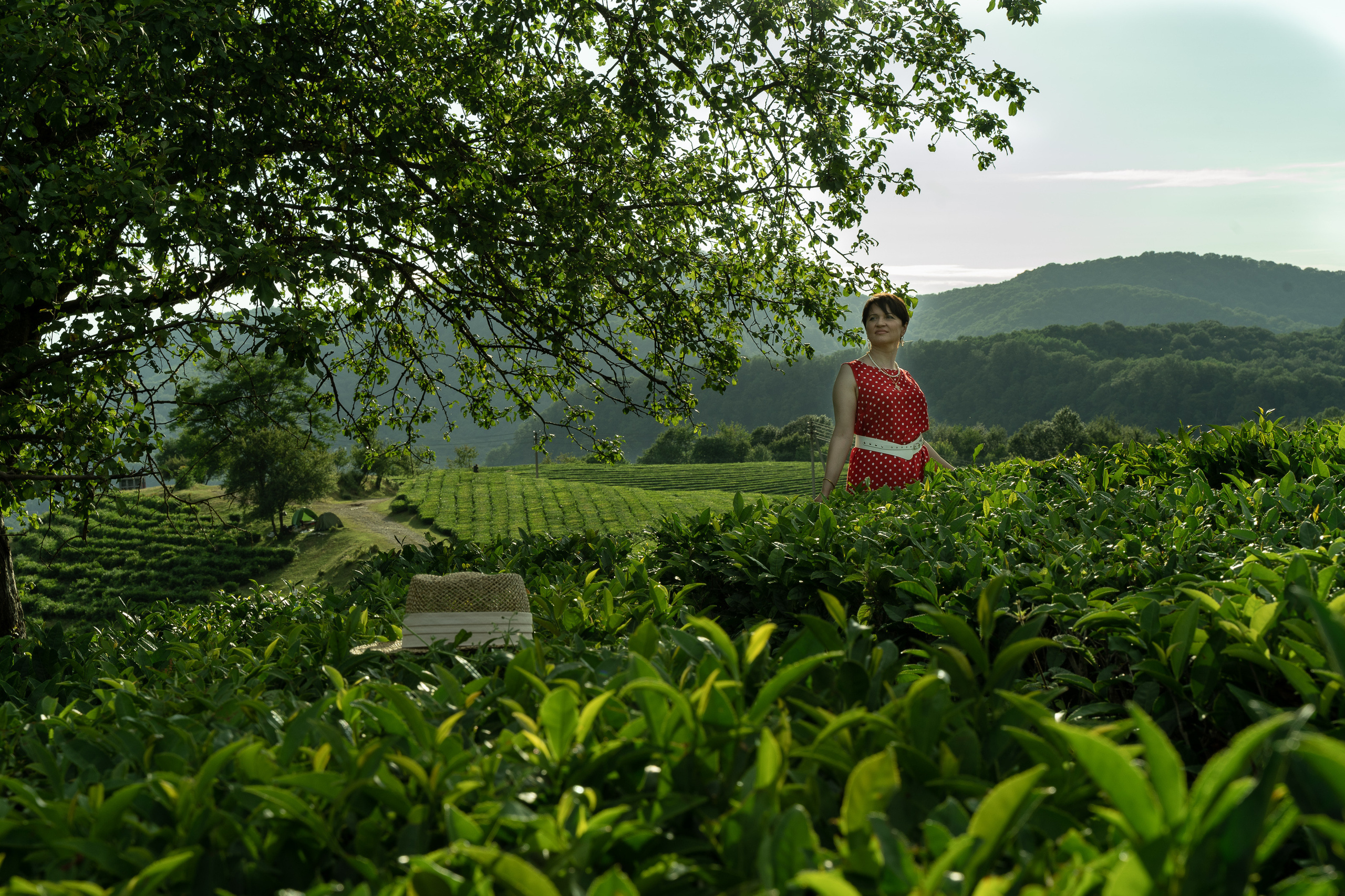 Фотосессии чайные плантации сочи