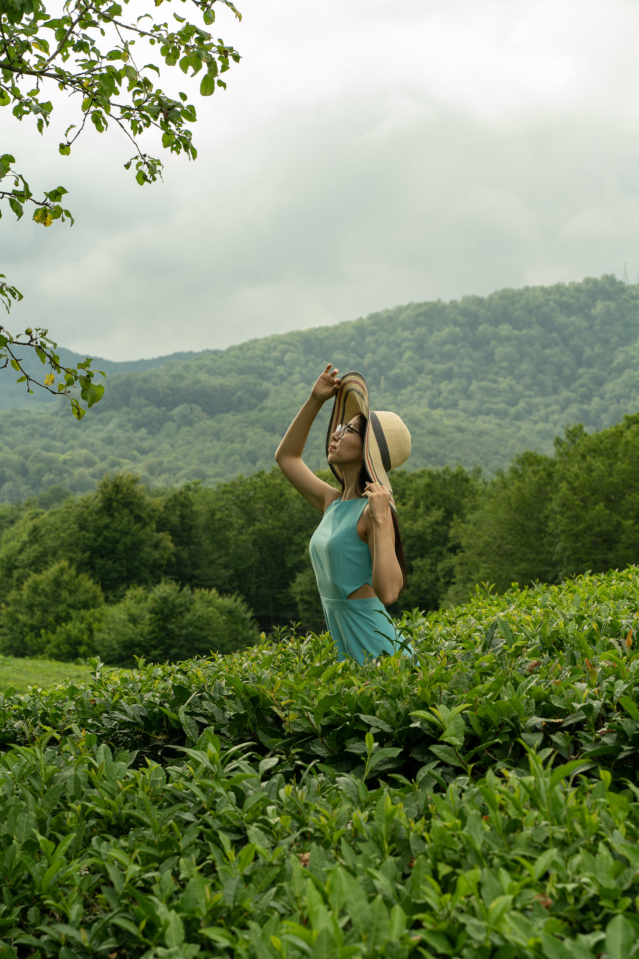 Чайные плантации Сочи