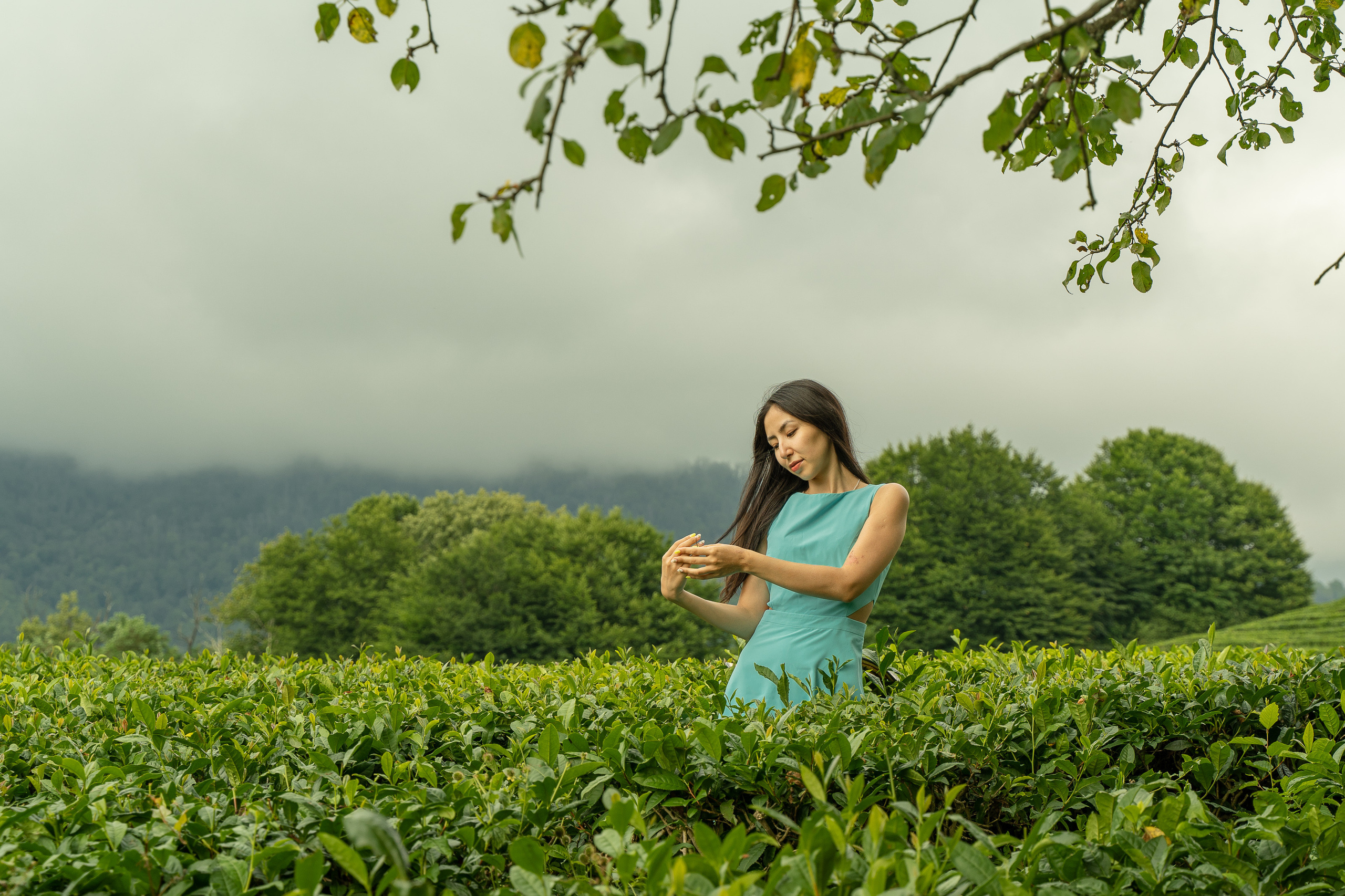 Фотосессии чайные плантации сочи