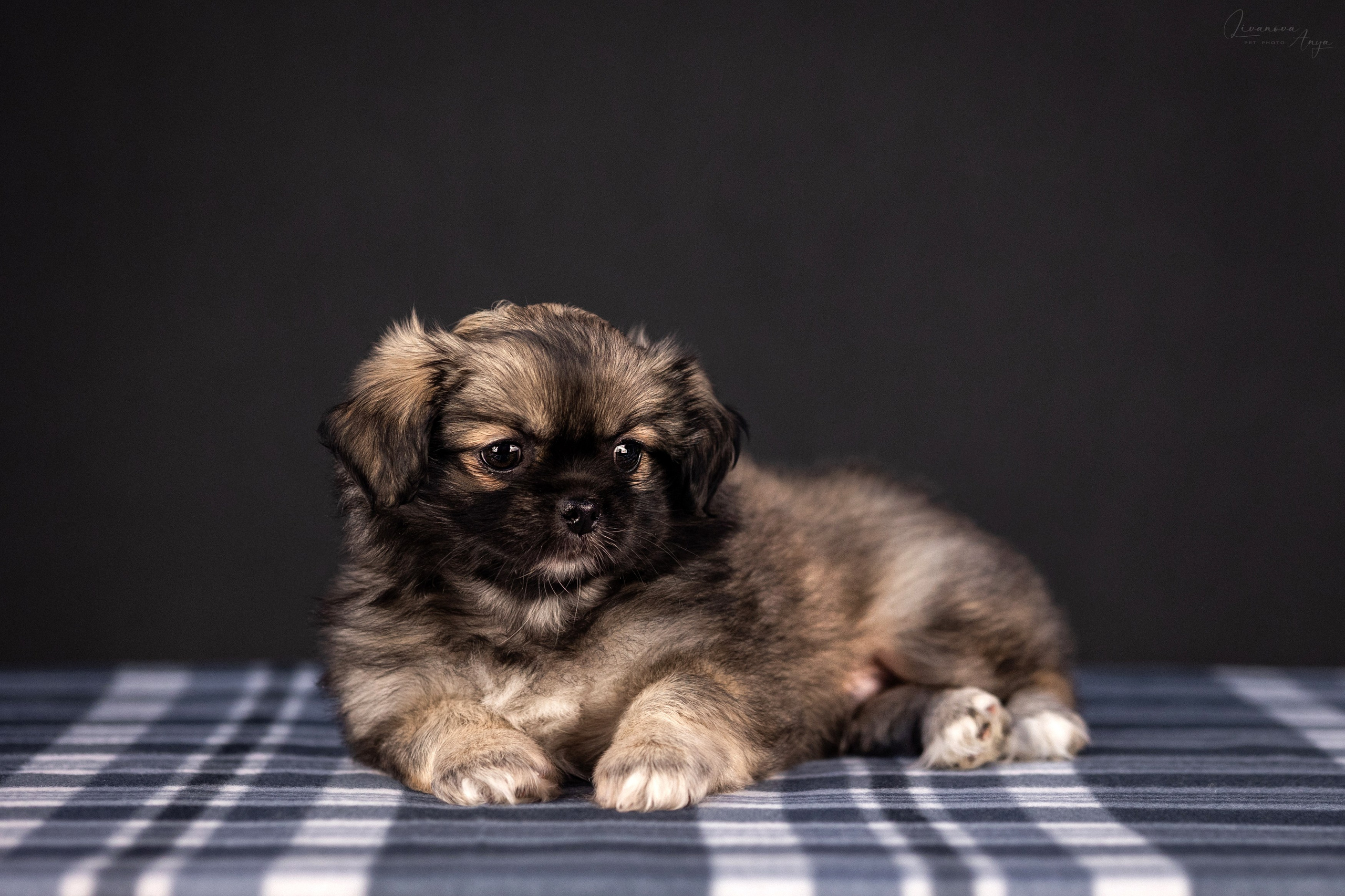 Тибетские спаниели. Фотограф анималист Аня Ливанова | Рыбинск