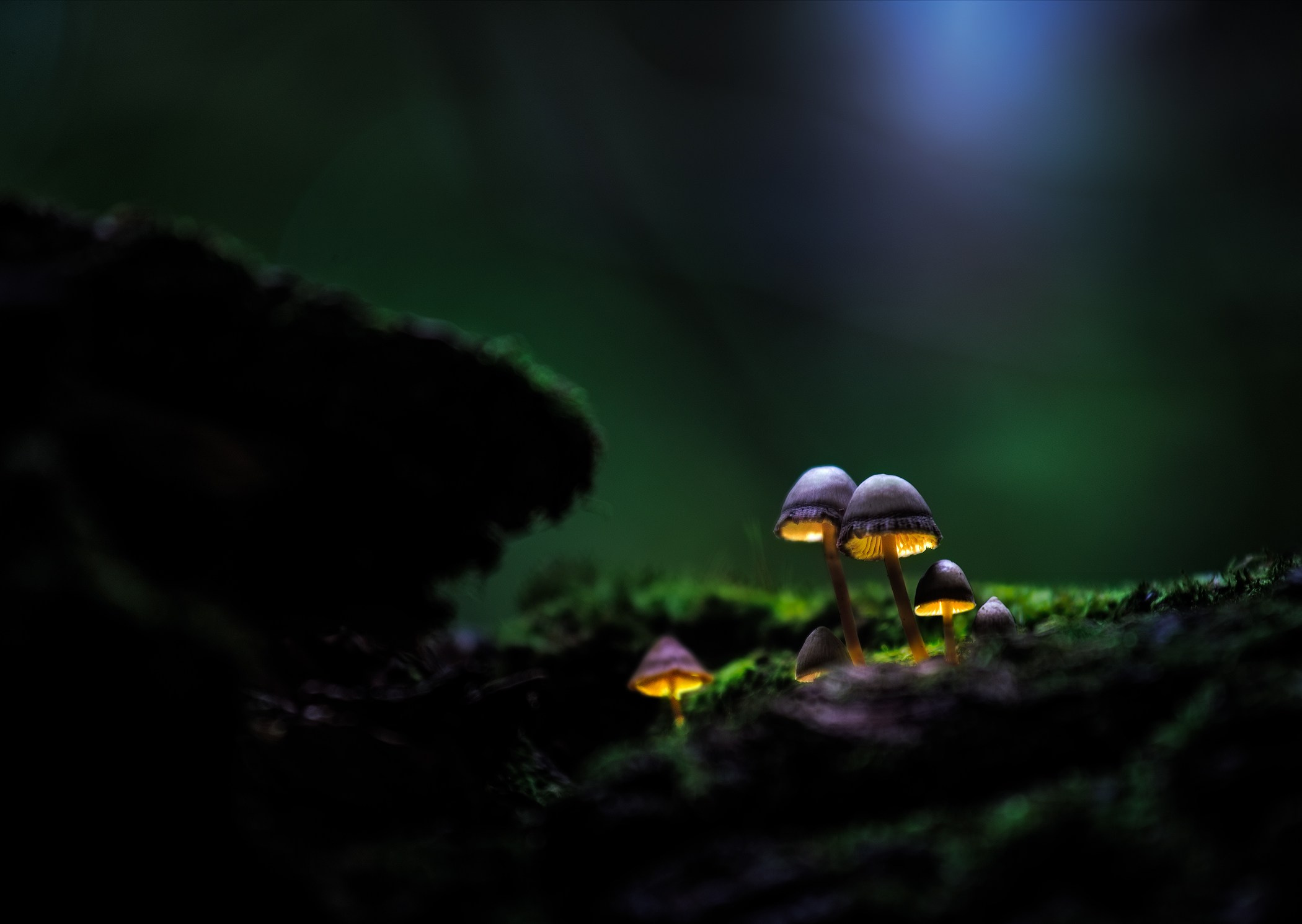Volkovart.ru glowing mushrooms photography. Volkovart.online nature photography