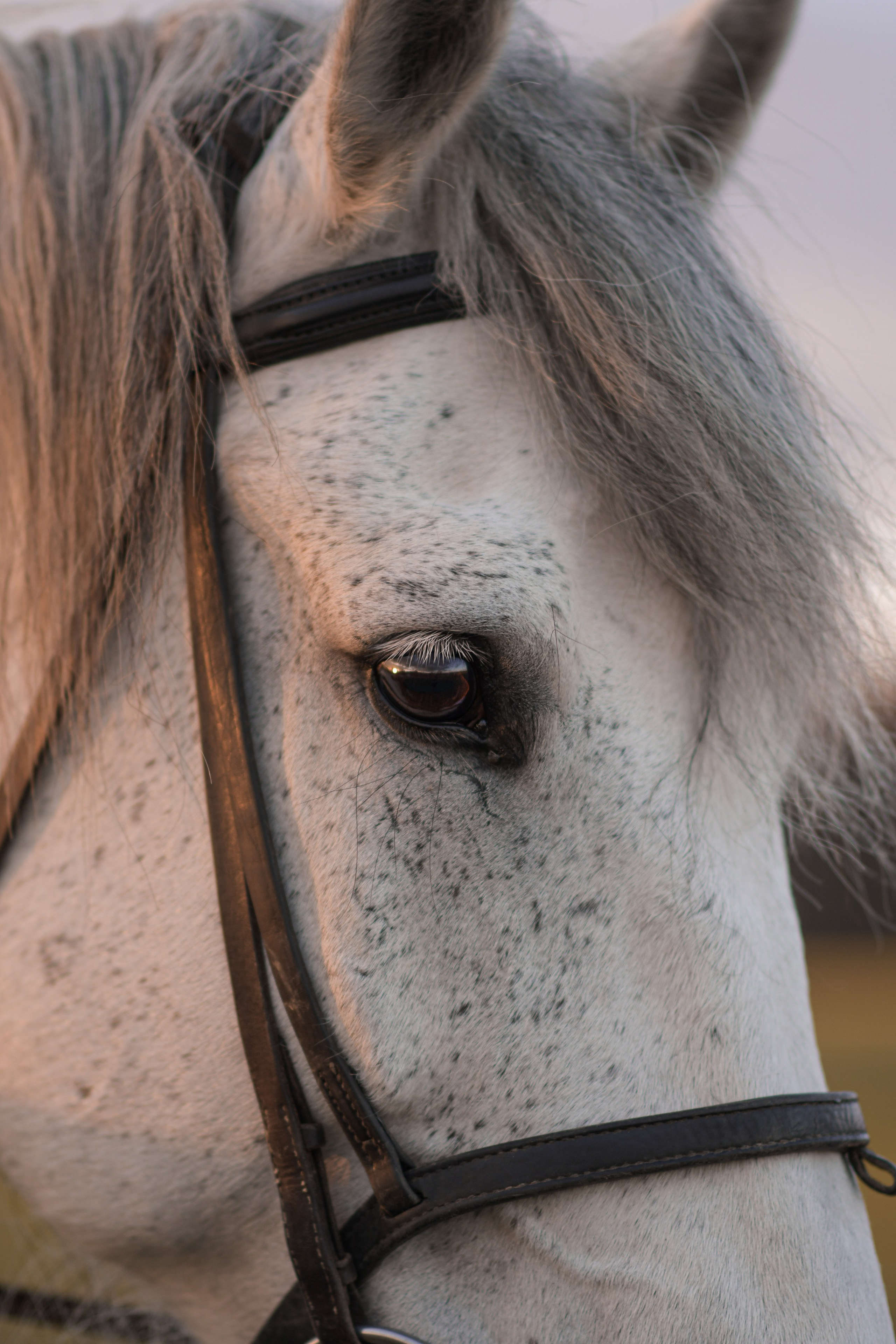 Портретная фотосессия с лошадьми. В созвучии с природой. Фотограф Светлана В. Пронина, Москва