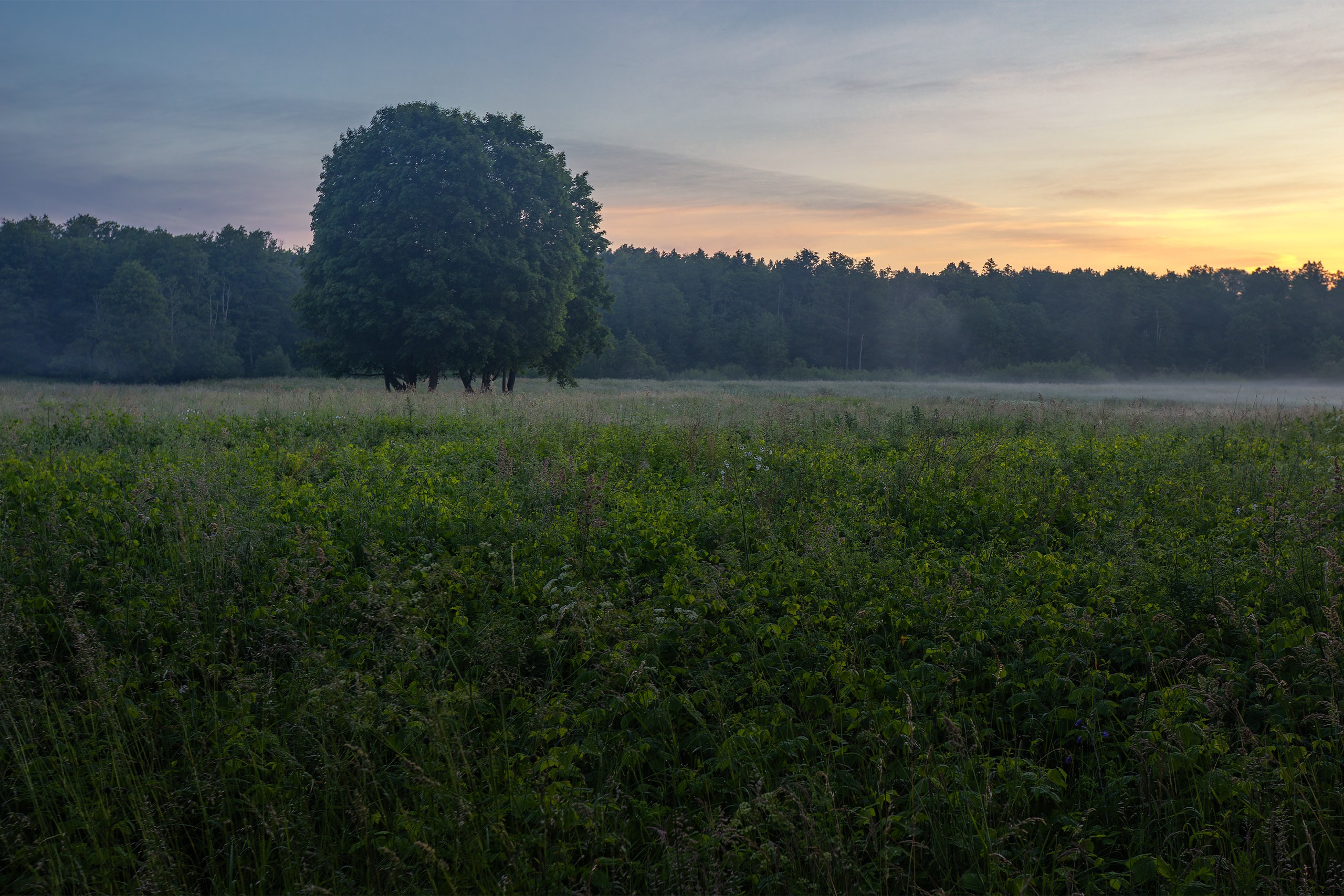 A solitary tree rising above a misty summer meadow at sunrise in the Sheshupe River valley in East Prussia.