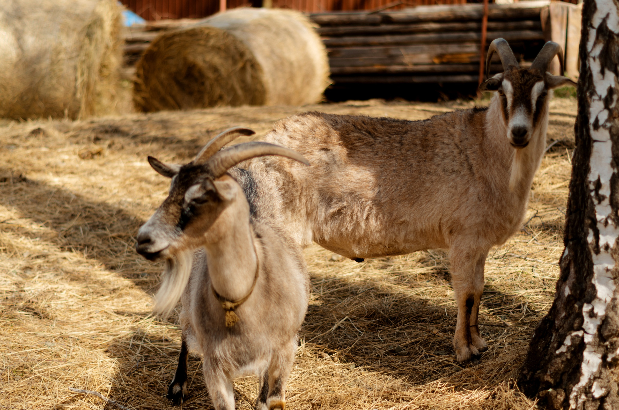 Western. Фотограф Марина Доглядная Челябинск фотосессии с лошадьми, мотоциклами