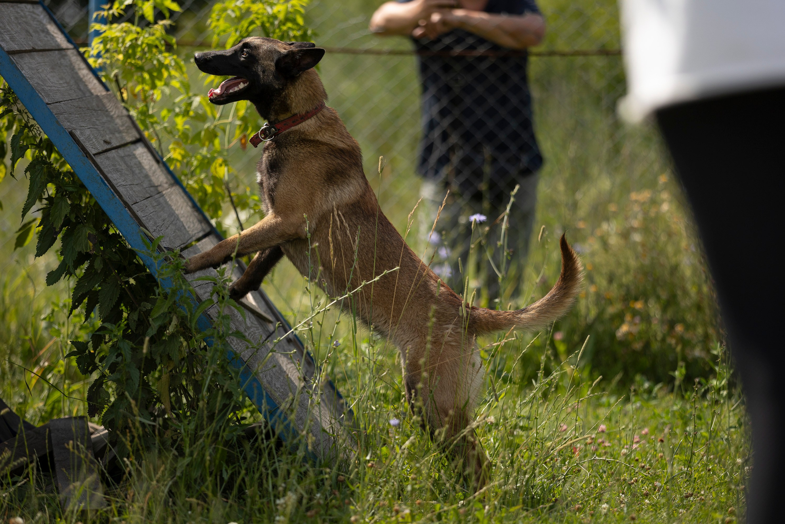 Семинар по поиску ВВ. Фотограф анималист, семейный фотограф, фотограф собак Комратова Мария. г. Москва