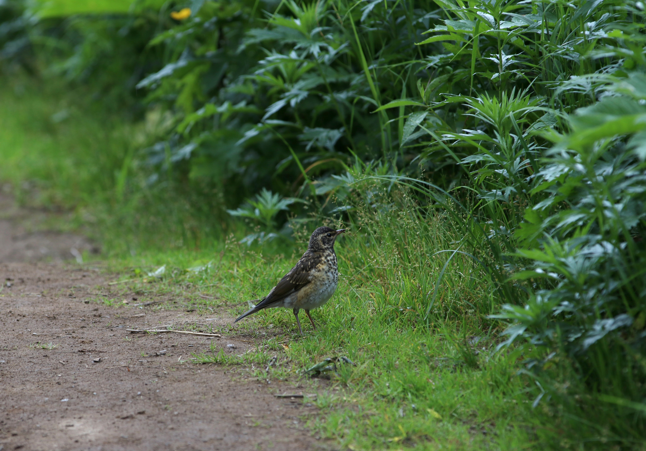 Камчатка и о. Парамушир. Июль 2024. Путешественник-фотограф из Санкт-Петербурга Татьяна Свистулина