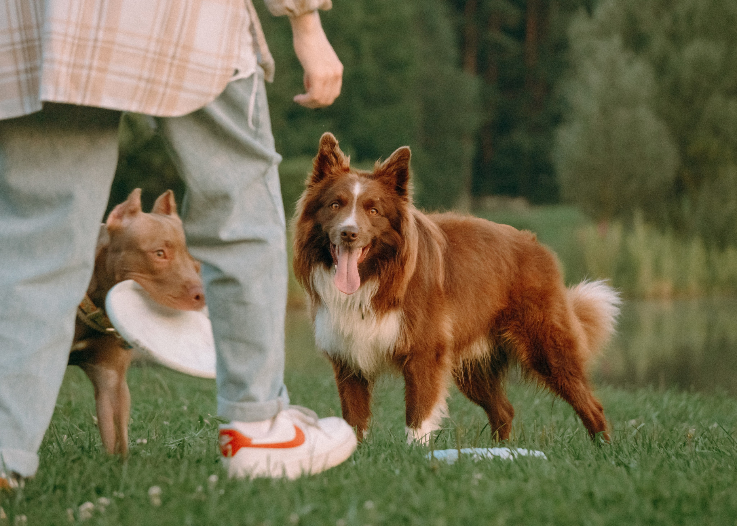 Виолетта, Лила и Питер. Фотограф-анималист Ксения Воробьева, Москва