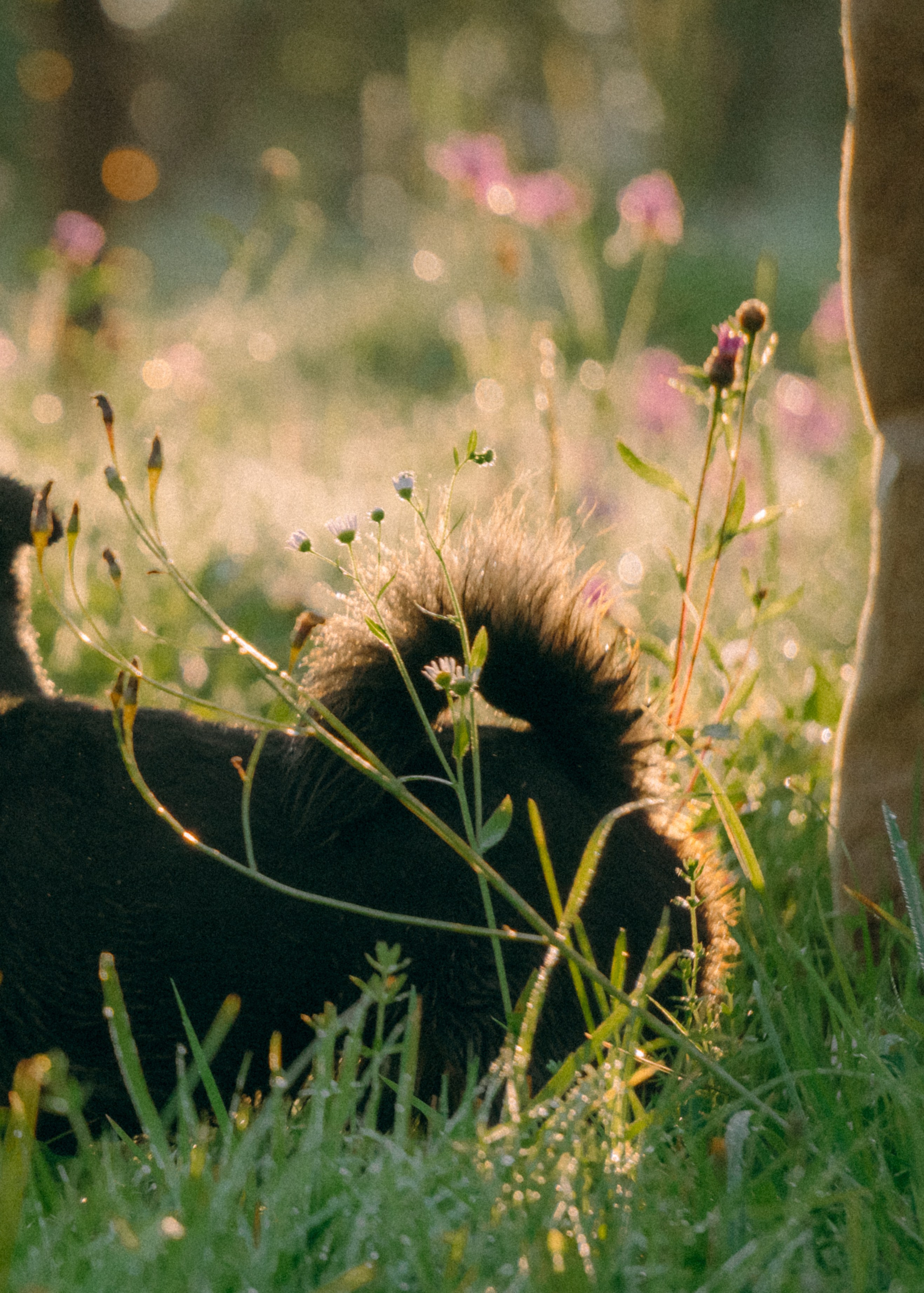 Оксана, Кирилл и Кеша. Фотограф-анималист Ксения Воробьева, Москва