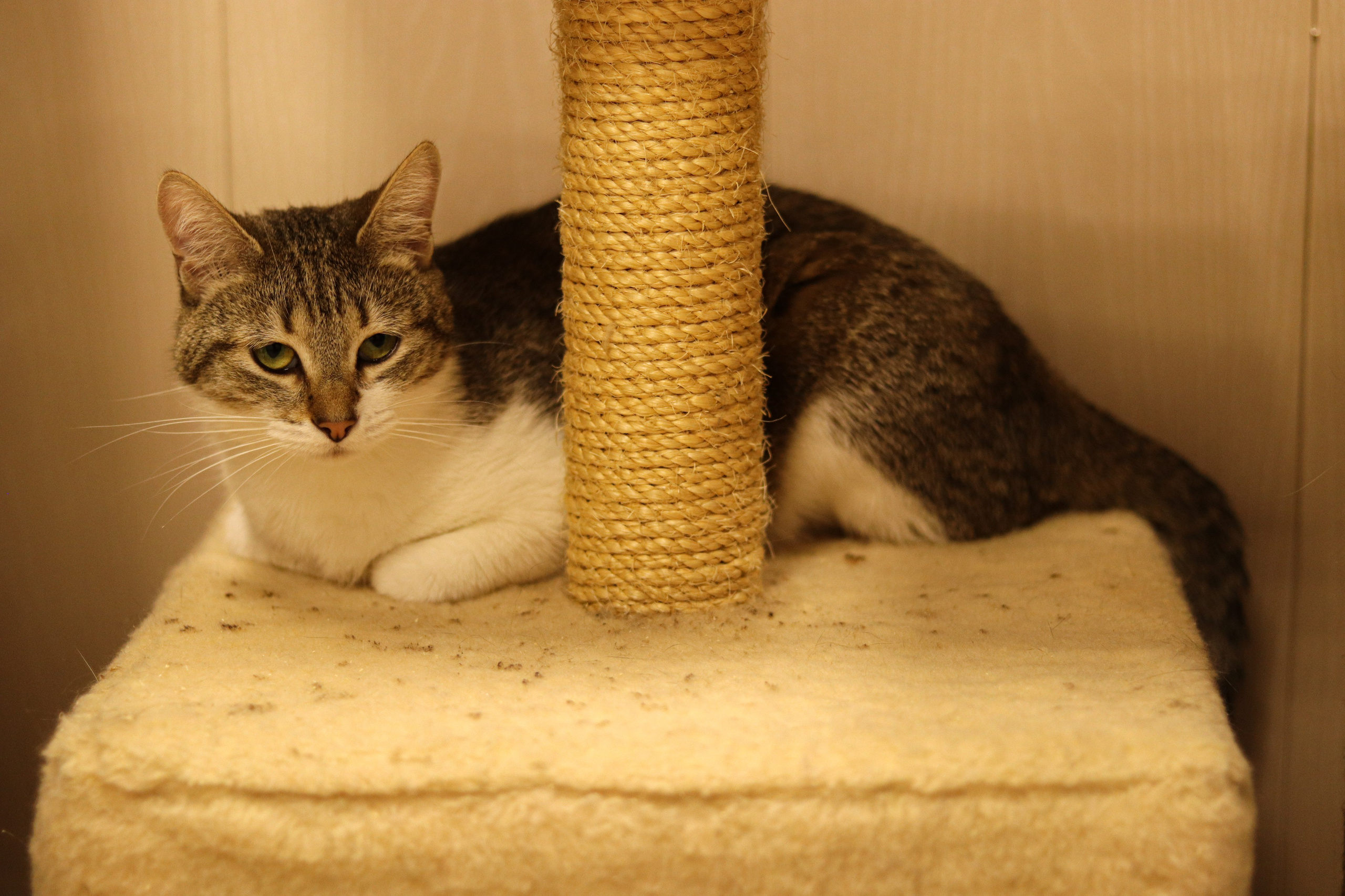 Петербургский дом кота (27 июня 2024). Ивентный фотограф в Санкт-Петербурге Олег Комков