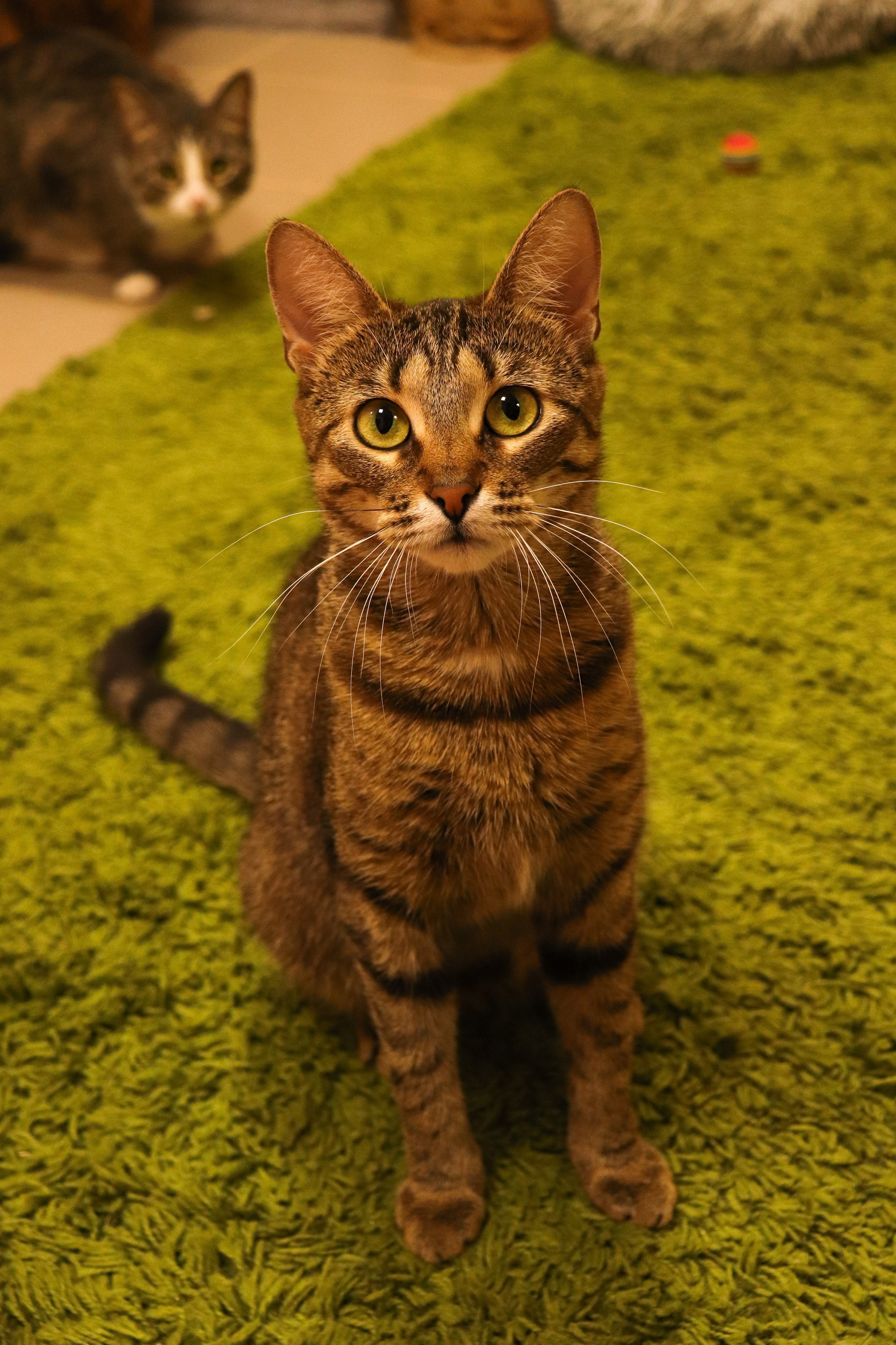 Петербургский дом кота (27 июня 2024). Ивентный фотограф в Санкт-Петербурге Олег Комков