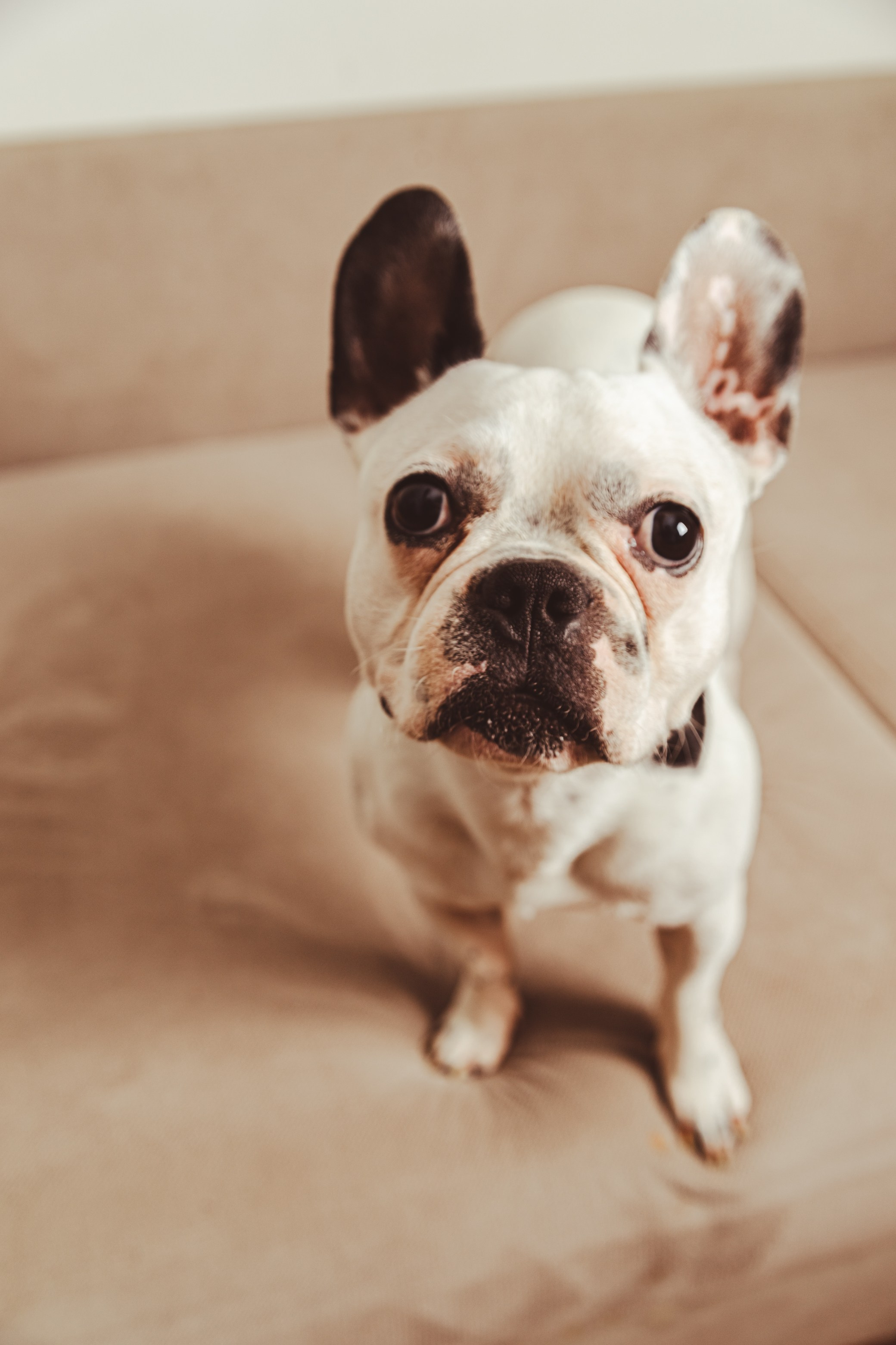 Счастлив тот, кто счастлив у себя дома. Фотограф-дизайнер, семейный фотограф, фуд-фотограф в Москве и Московской области Лаврова Анна