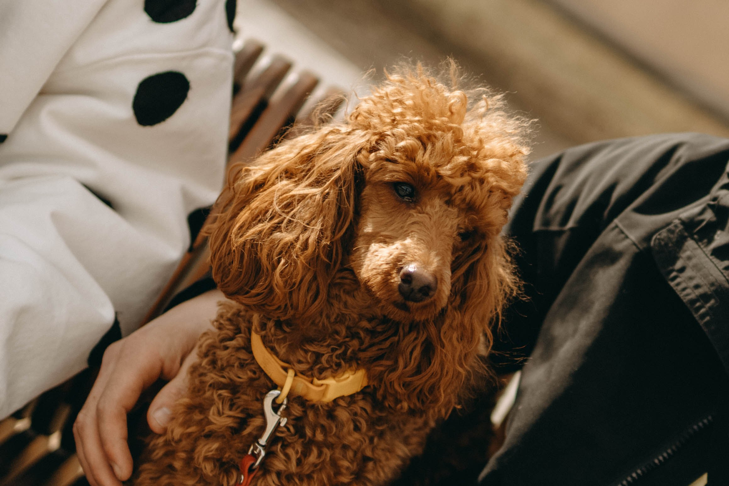 Диана и Лекса. Фотограф-анималист в Екатеринбурге | Кристина