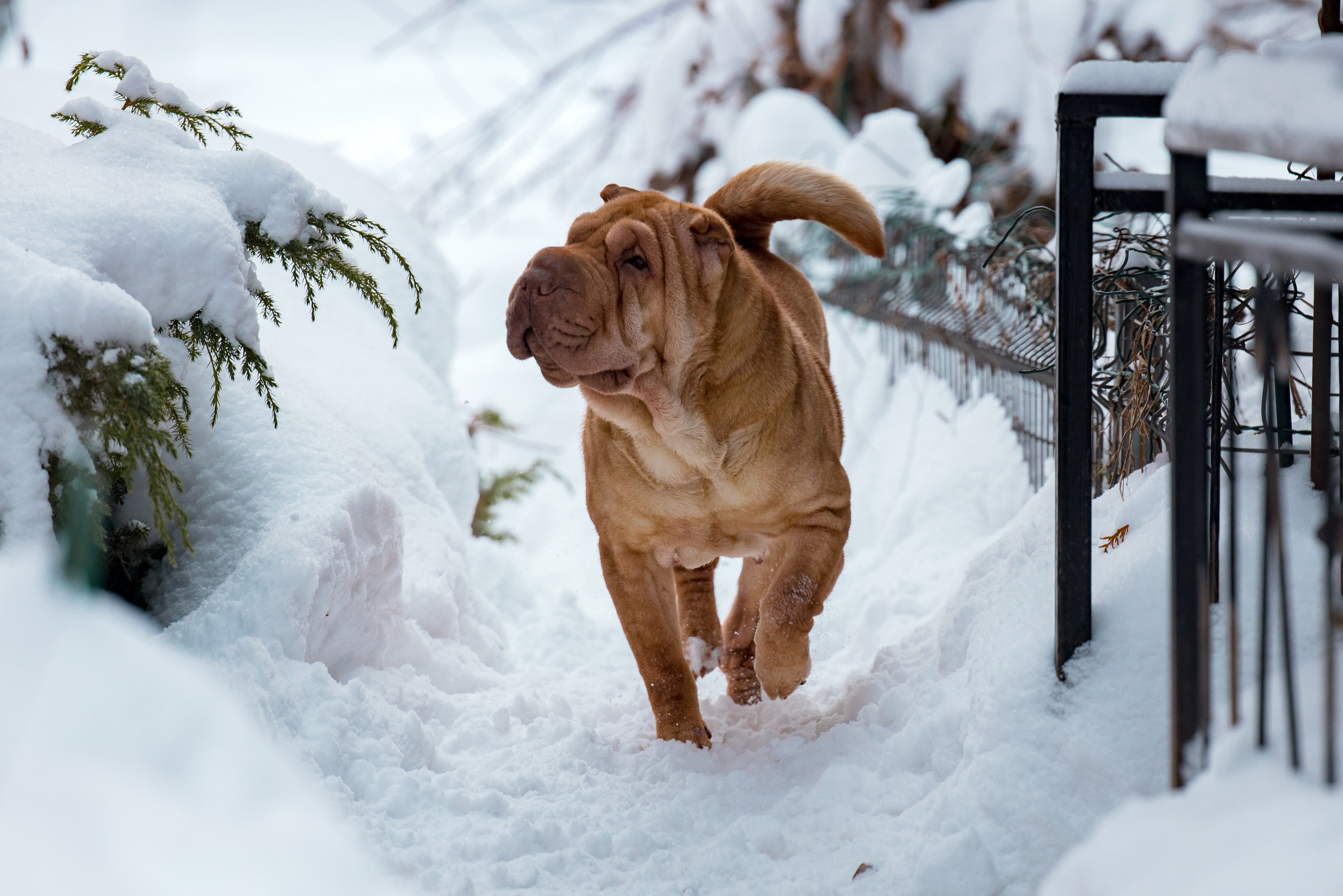 В гостях у шарпеев 16.01.2024. Фотограф-анималист Юлия Германика