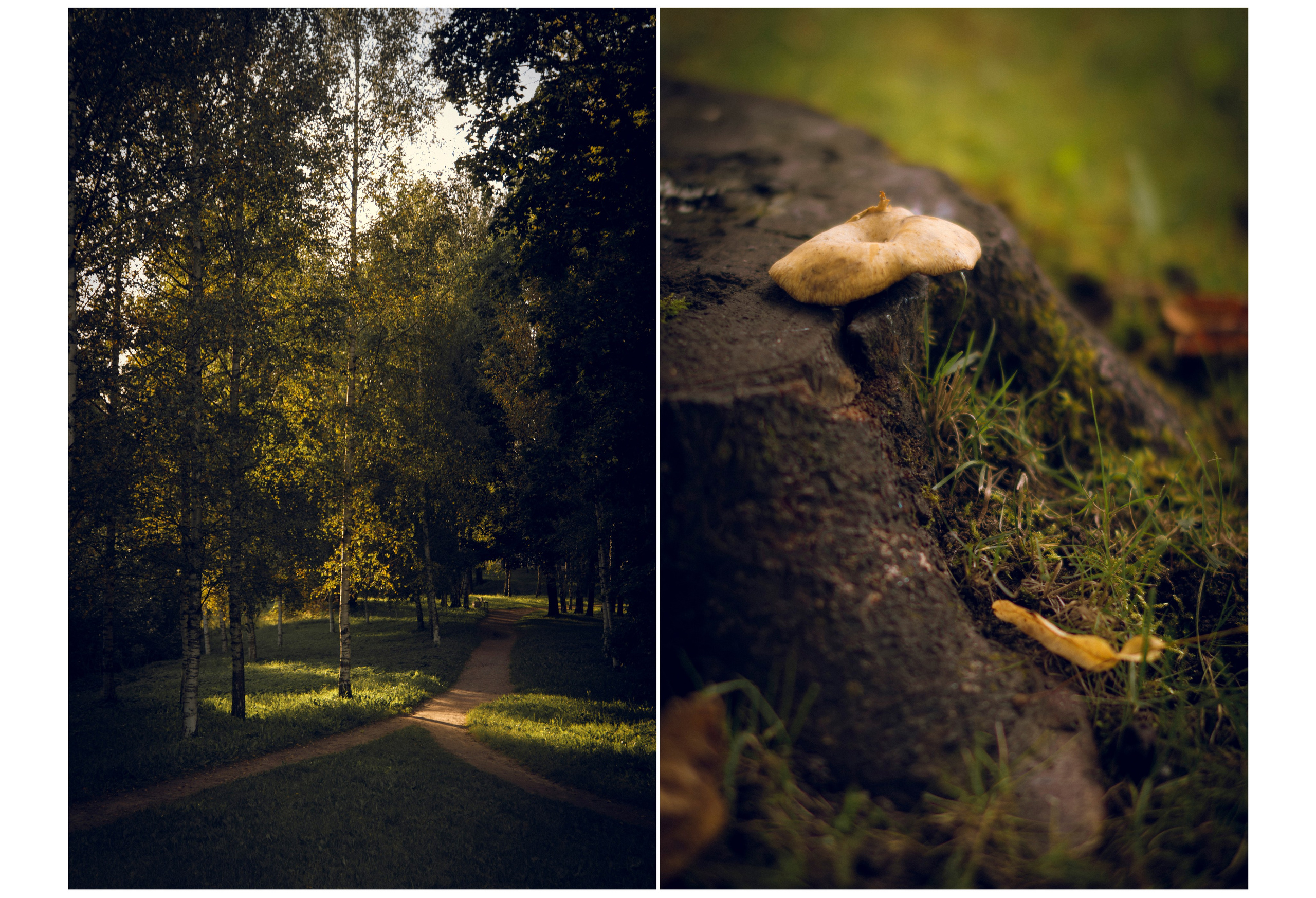 Из наблюдений. Плак или Квак