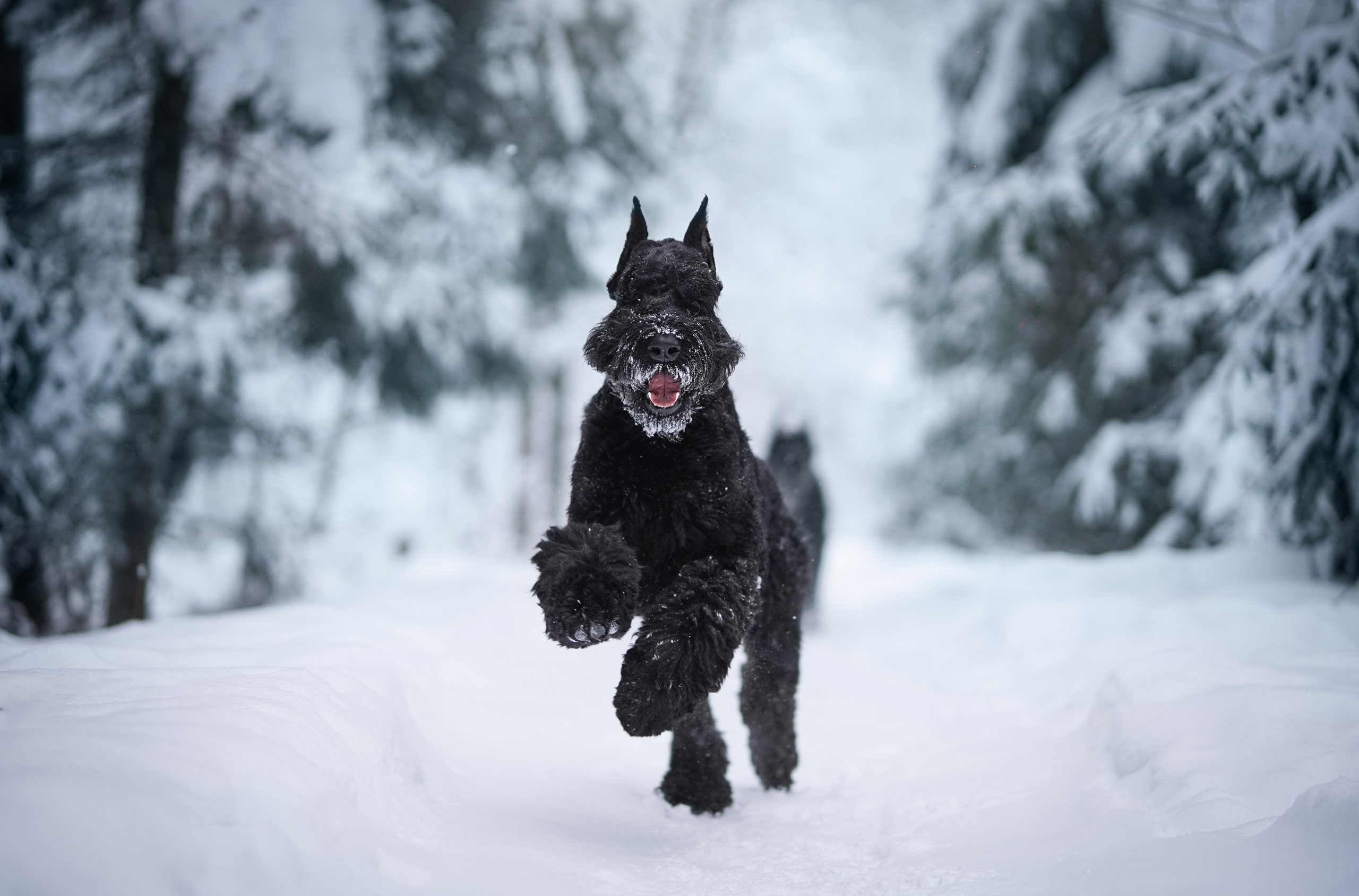 Оля Миша и шнауцеры. Фотограф-анималист в Санкт-Петербурге Яна Мартынова