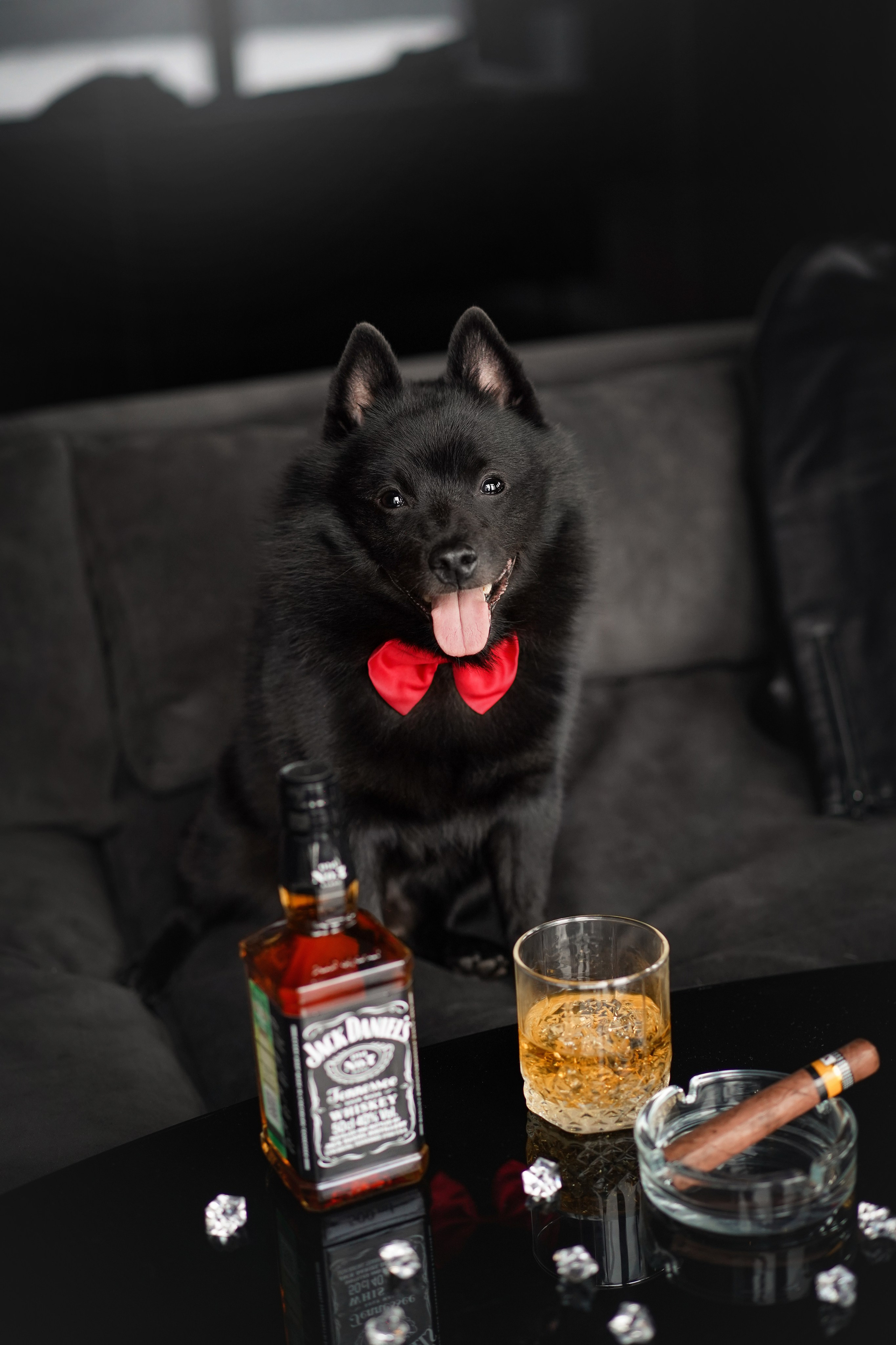 Аня и Майкл. Фотограф-анималист в Санкт-Петербурге Яна Мартынова