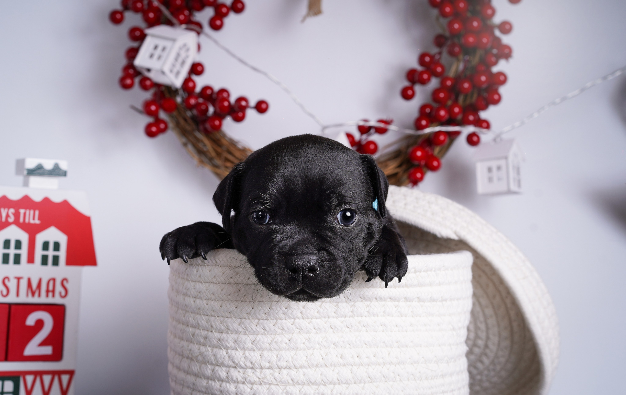 Щенки стаффи. Фотограф-анималист в Санкт-Петербурге Яна Мартынова