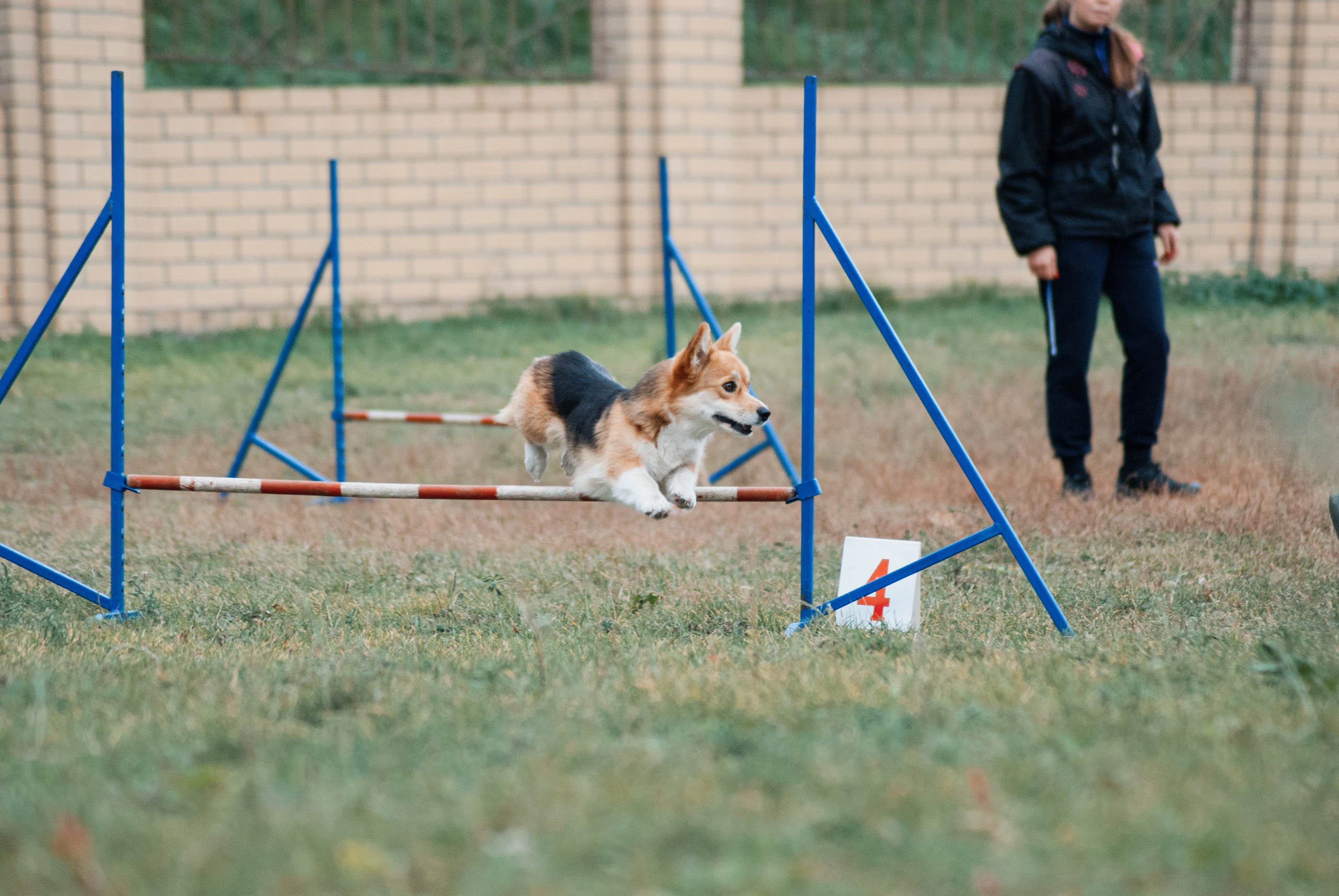 Аджилити. Фотограф в Тюмени Лизавета Сапицкая