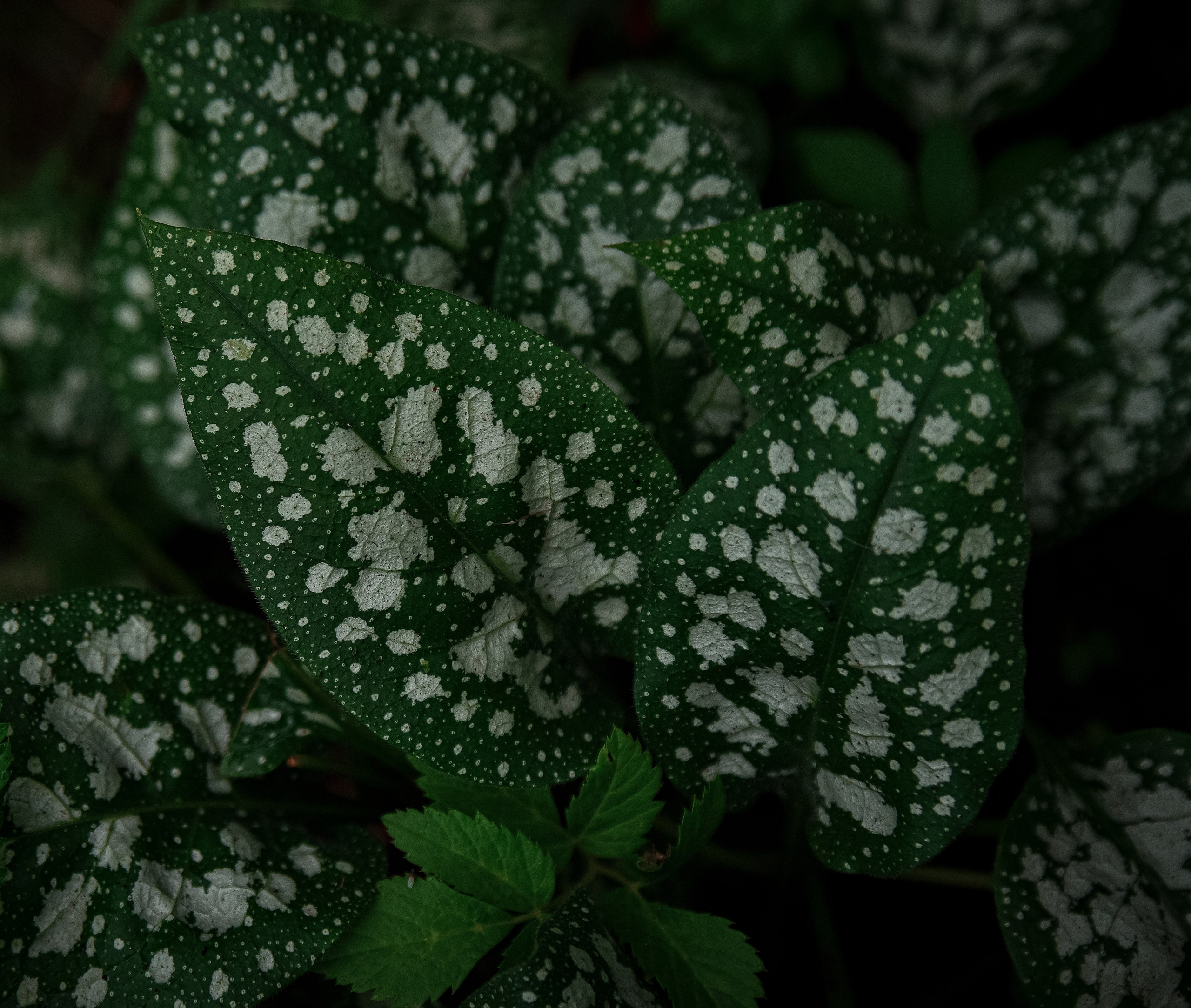 Goblincore, природа, фэнтези, нечисть, лес, гоблинкор, эльфы, фотосессии, костюмированные