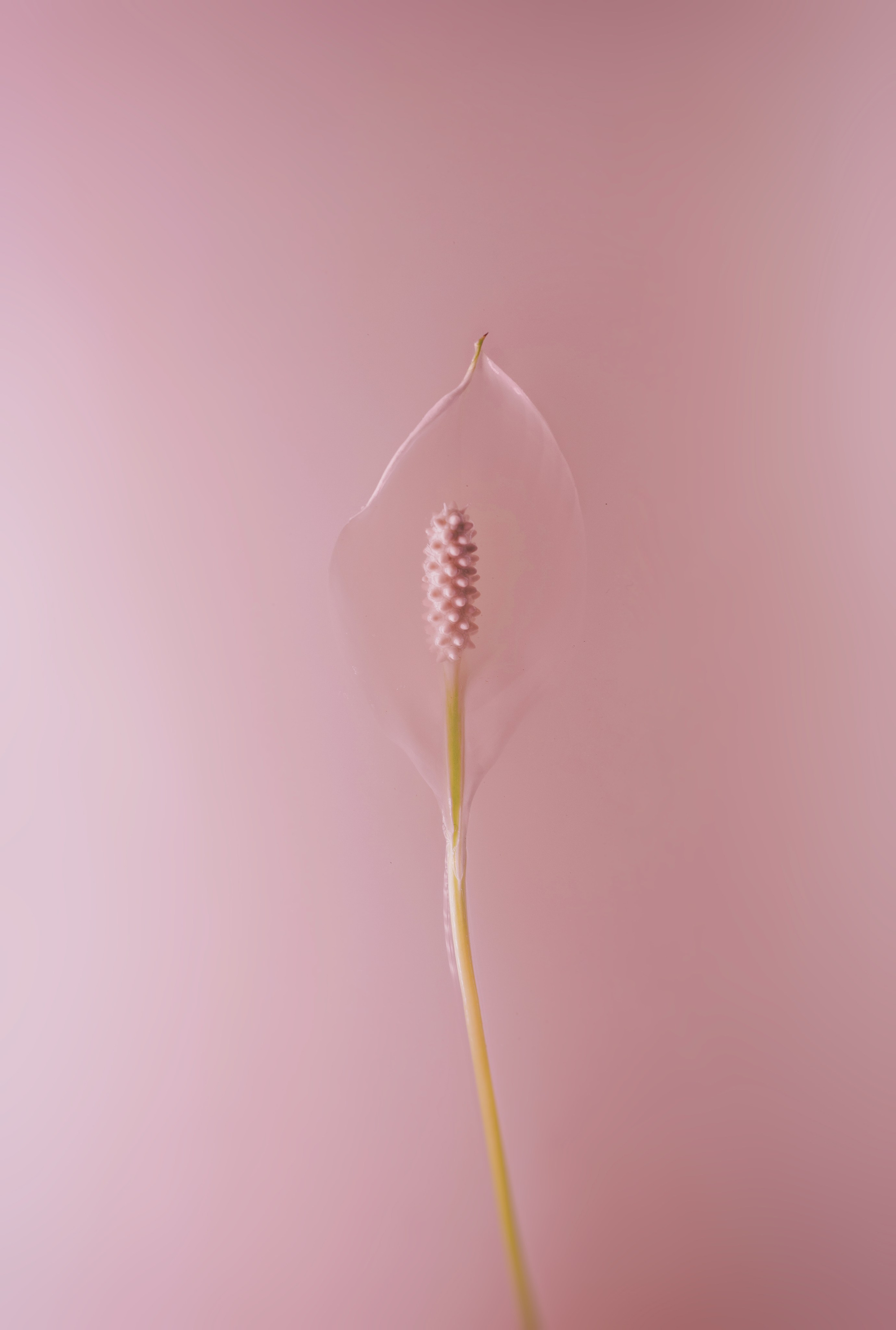 Фотография розового цветка в воде