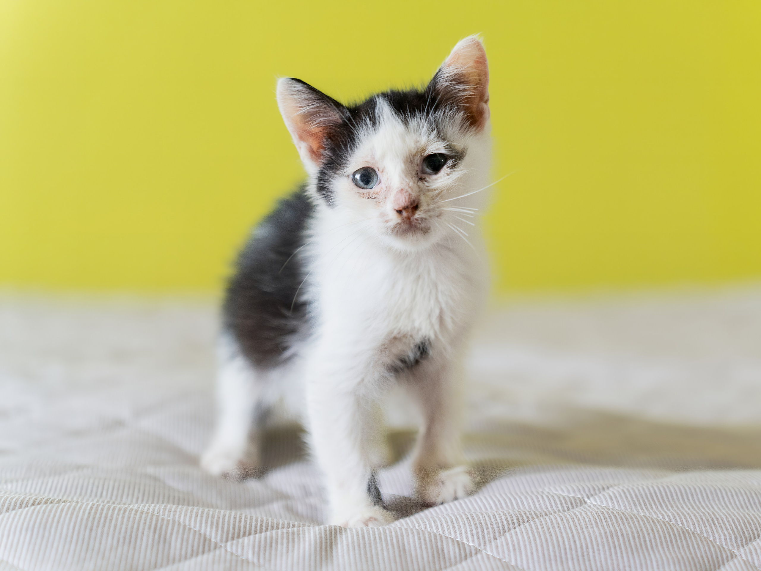 Благотворительная съёмка для котят в Москве. Портретный фотограф в Москве Фарид Леонов