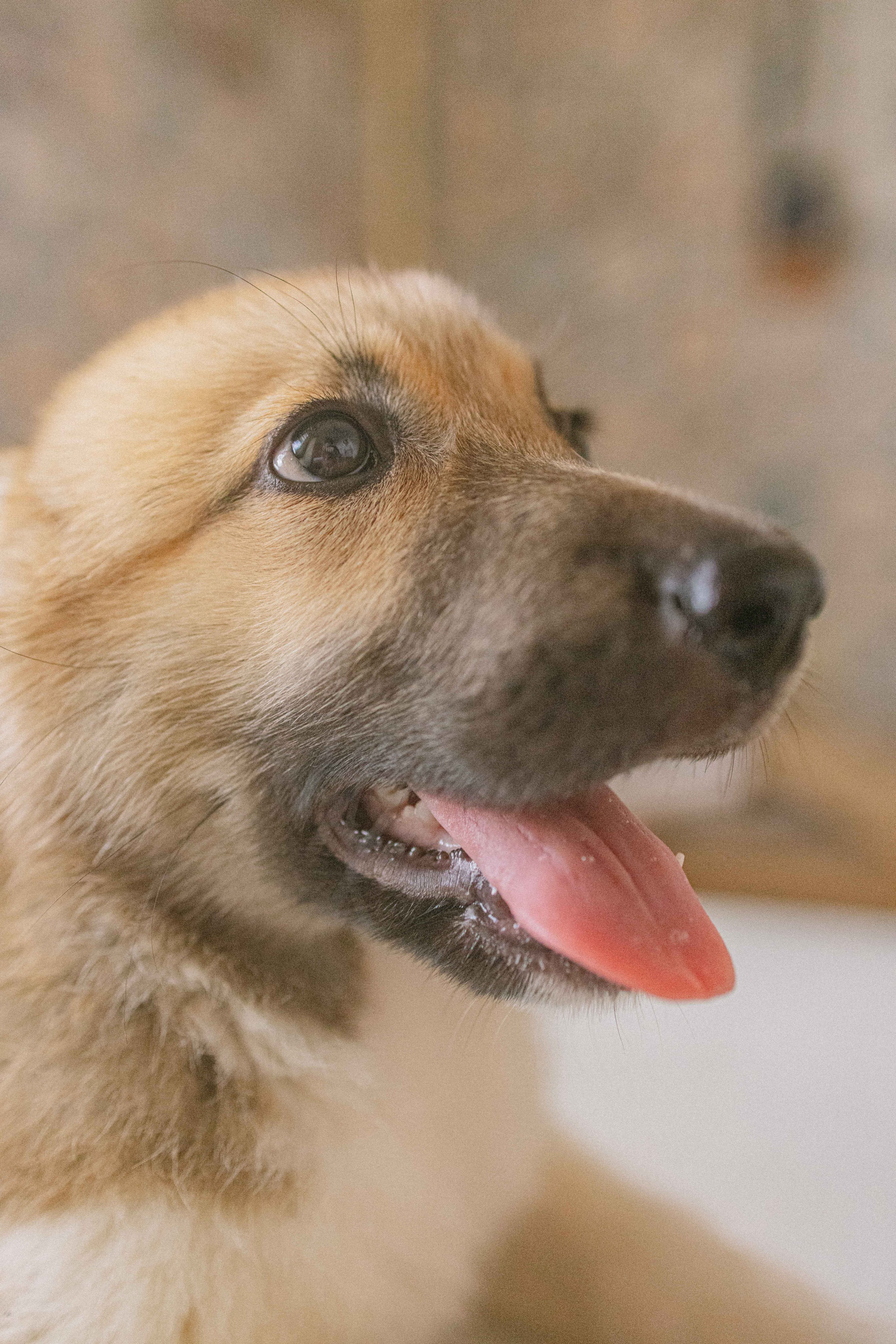 Щеночки на кухне. Фотограф-анималист в Москве Лера Черноног