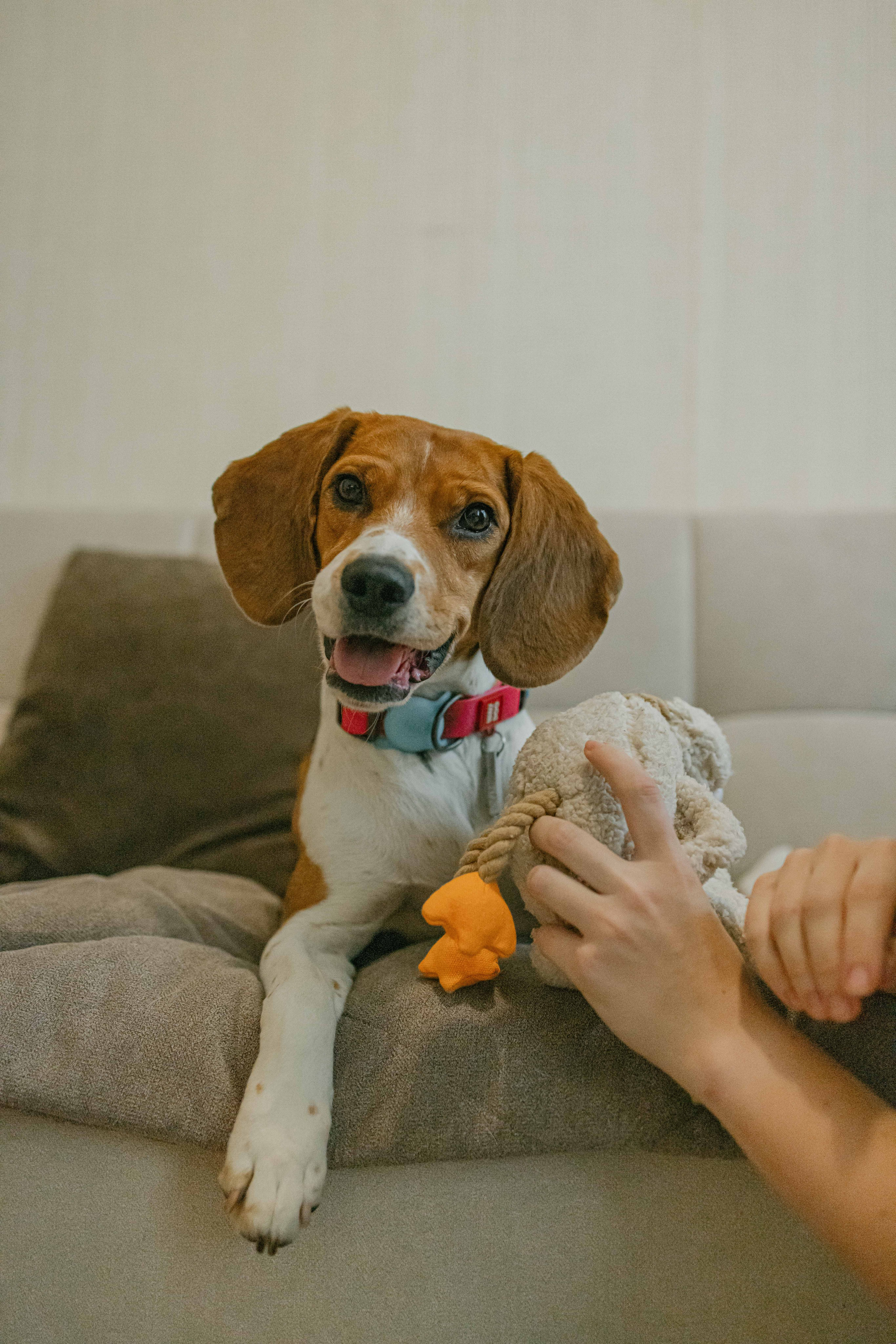 Света и Ива. Фотограф-анималист в Москве Лера Черноног