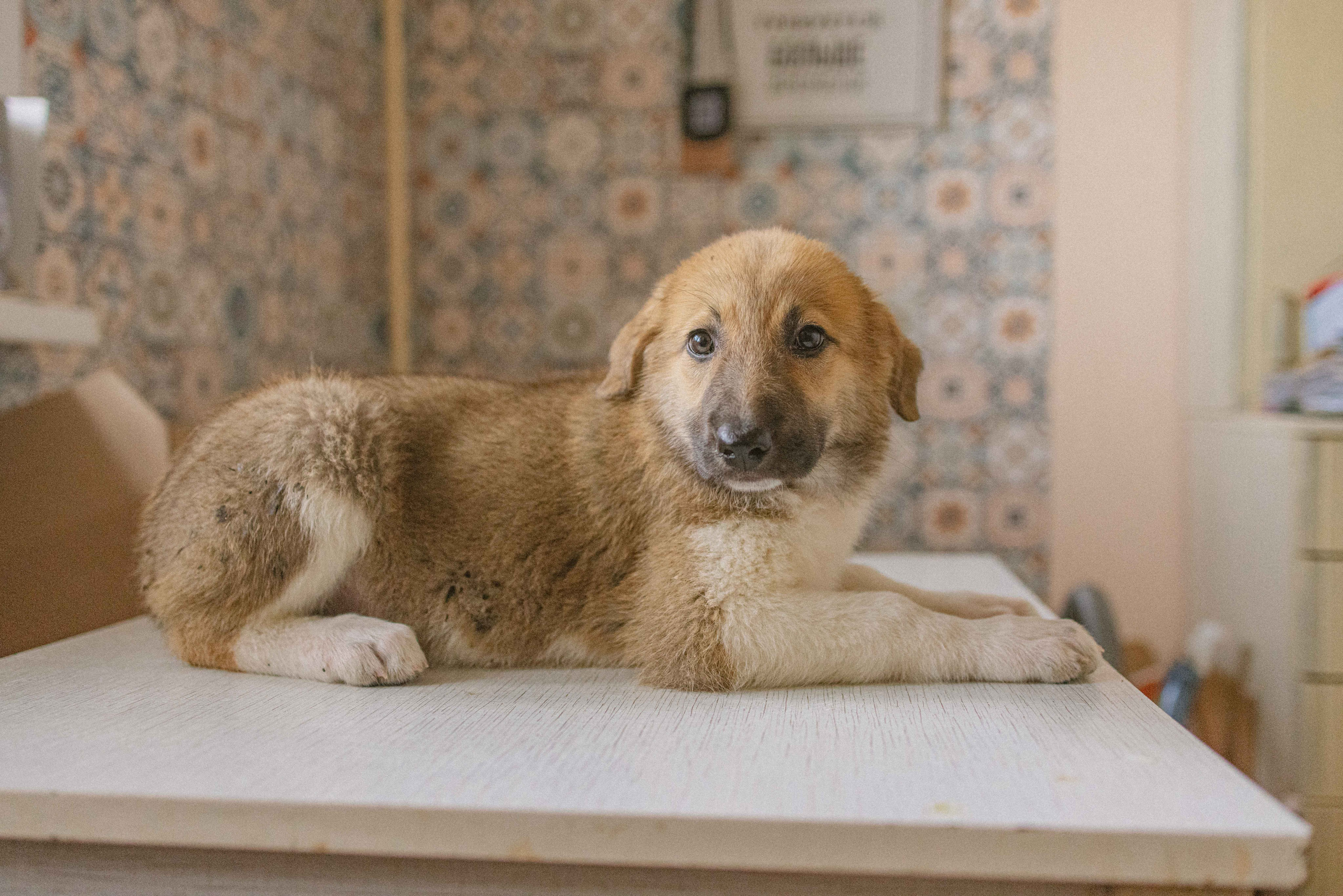 Щеночки на кухне. Фотограф-анималист в Москве Лера Черноног