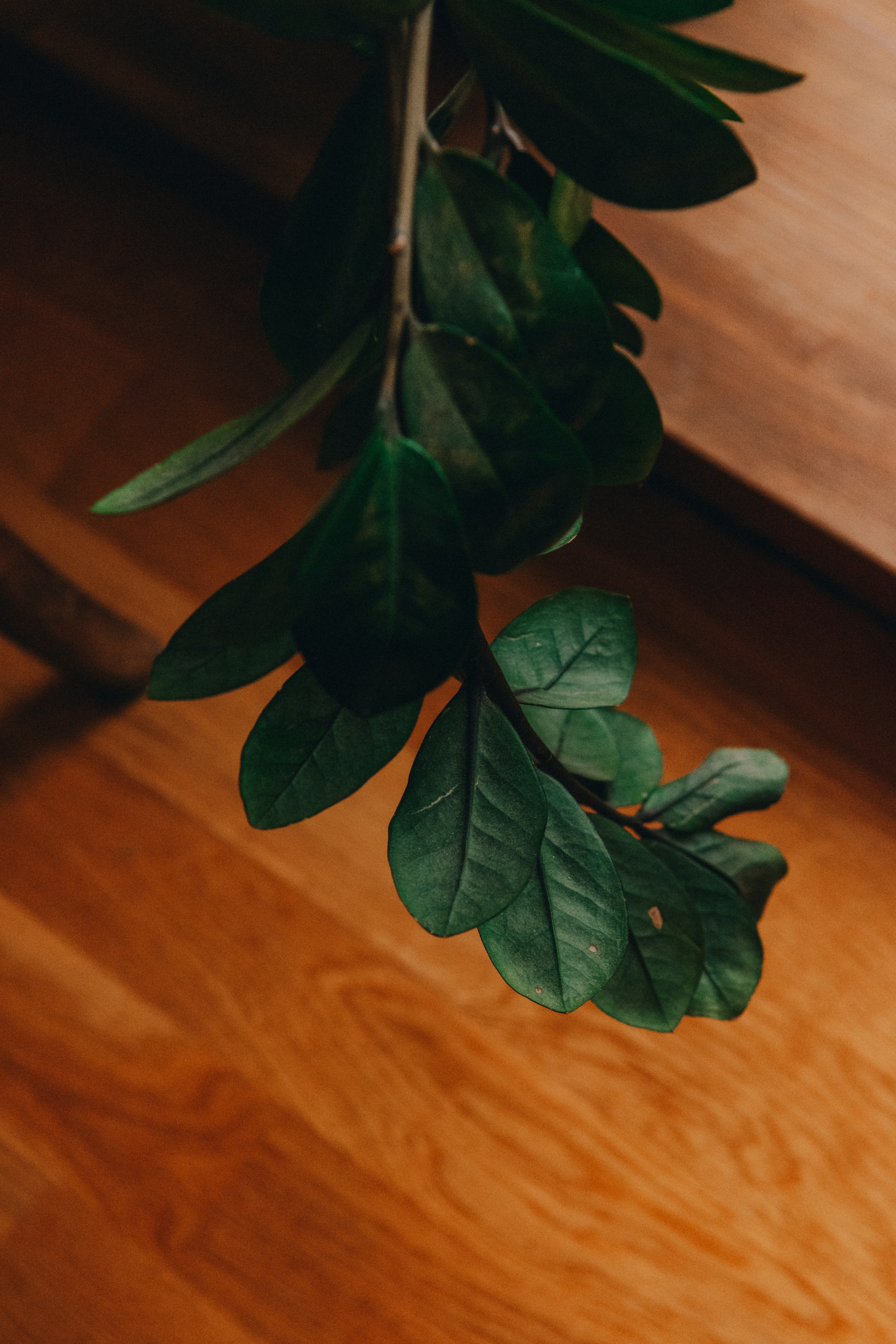 Люби меня, люби. Свадебный фотограф Ижевск/Сарапул Анастасия Бель