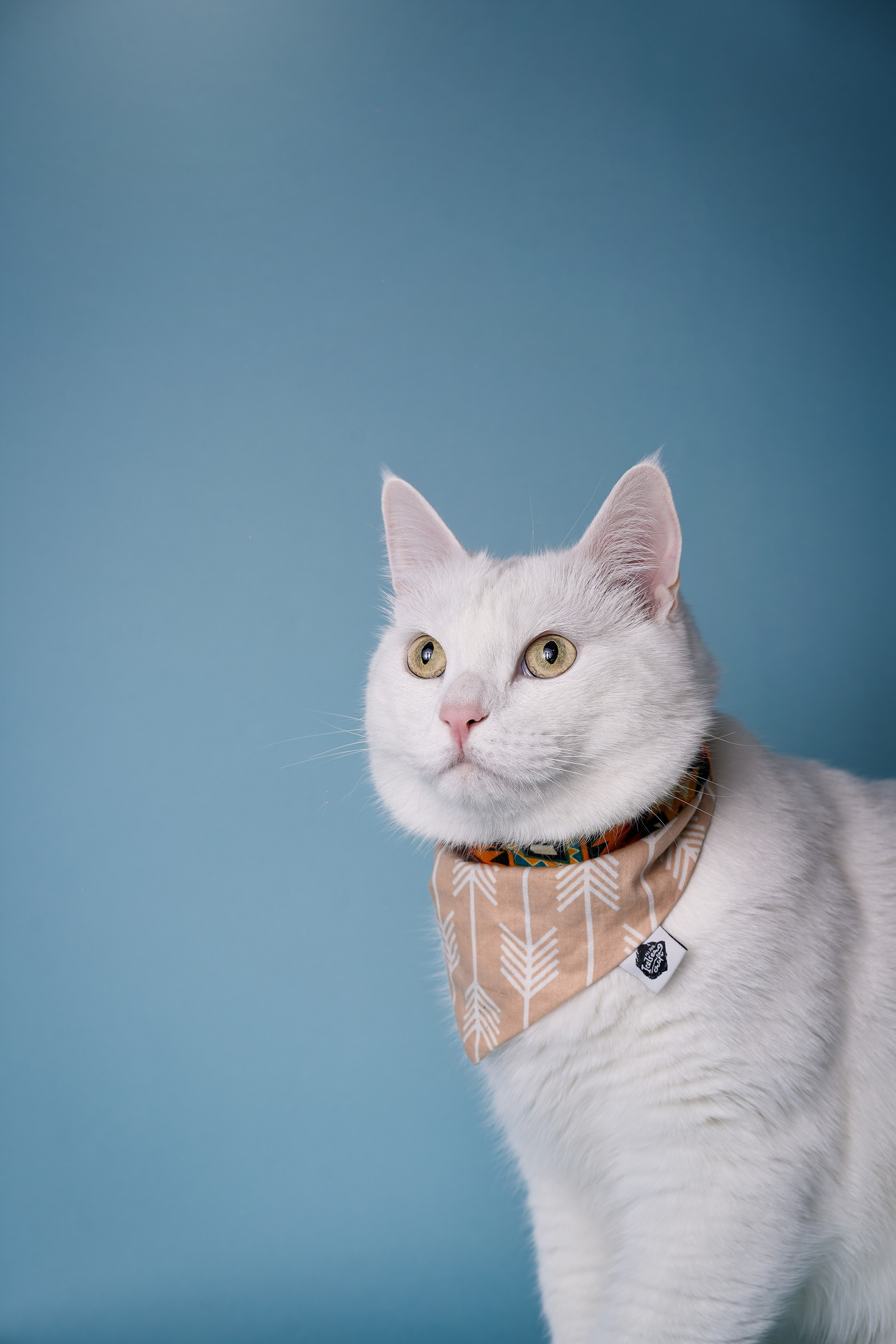 Маффин и Сэм. Фотограф-анималист в Санкт-Петербурге Яна Мартынова