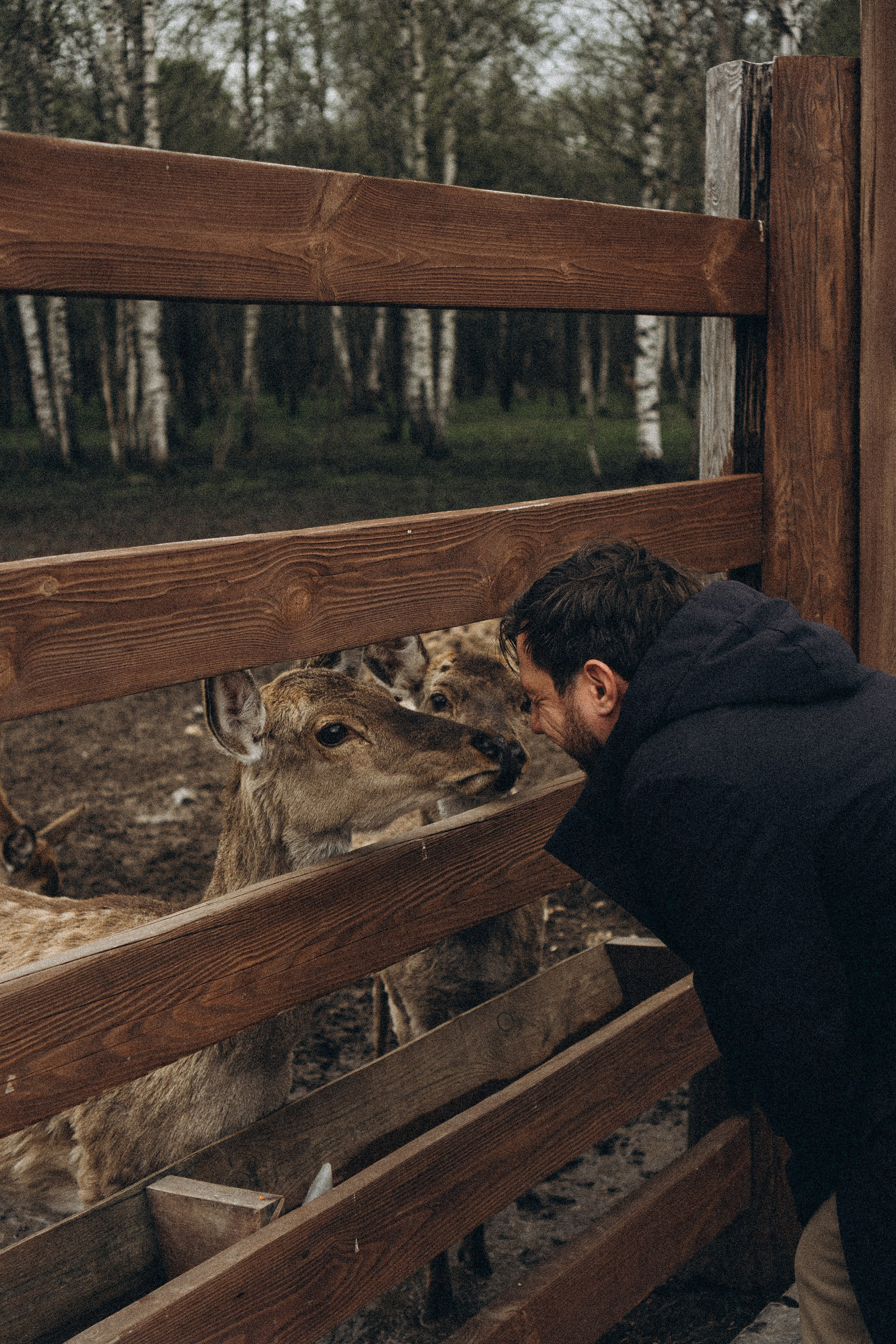 ОЛЕНЬЯ ФЕРМА В ТВЕРИ. Профессиональный фотограф, Санкт-Петербург — Виктория Богомолова