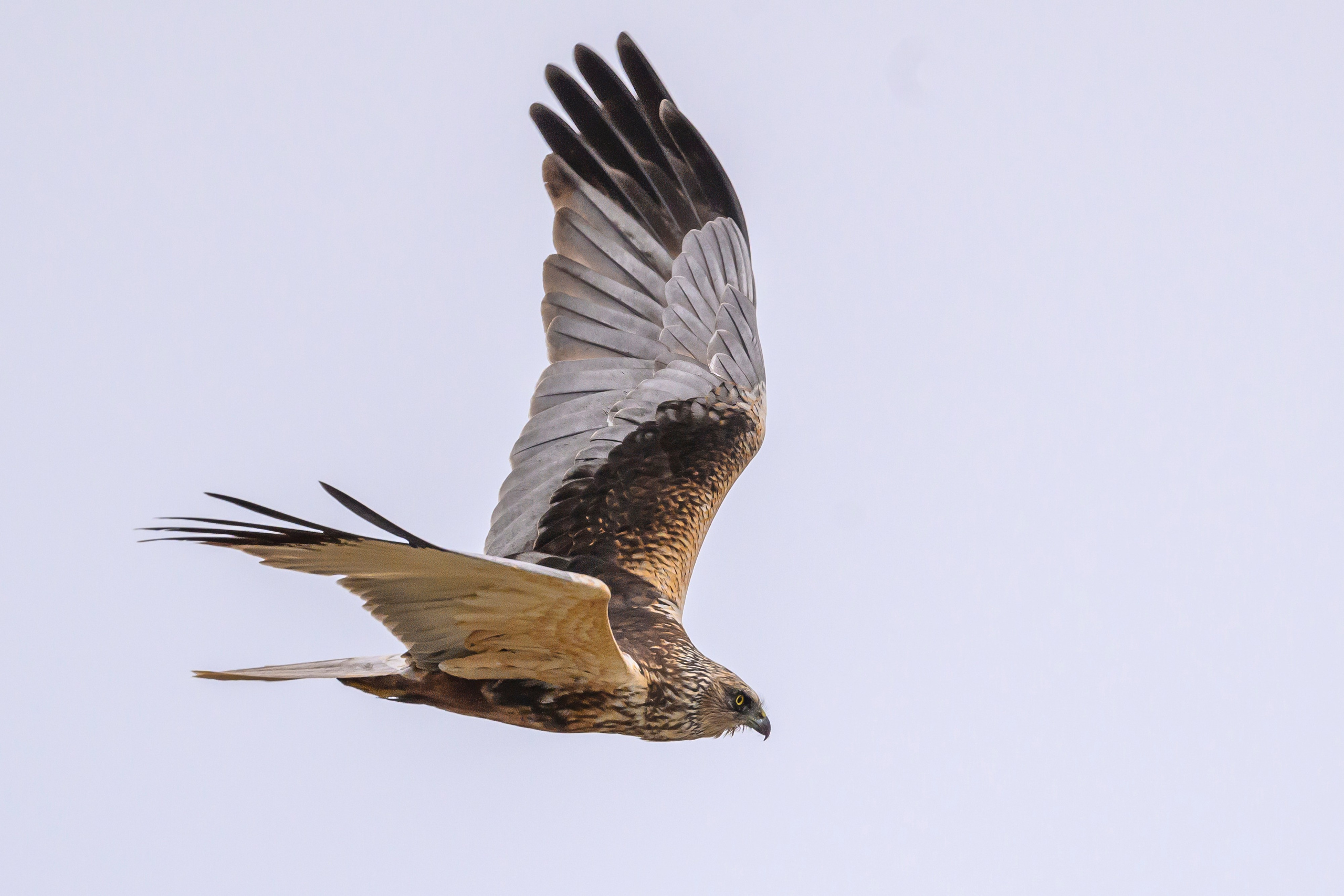 После снегопада. Wildlife photography by Sergey Puponin