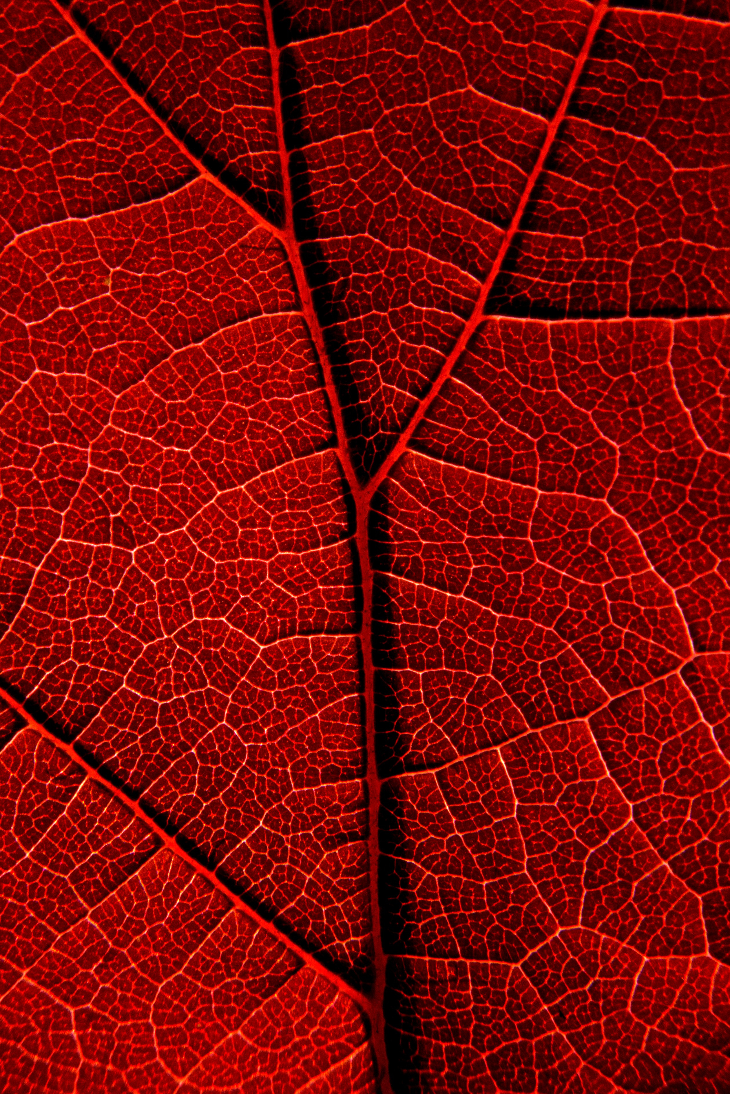 Макро. Фотограф Лагутин Анатолий