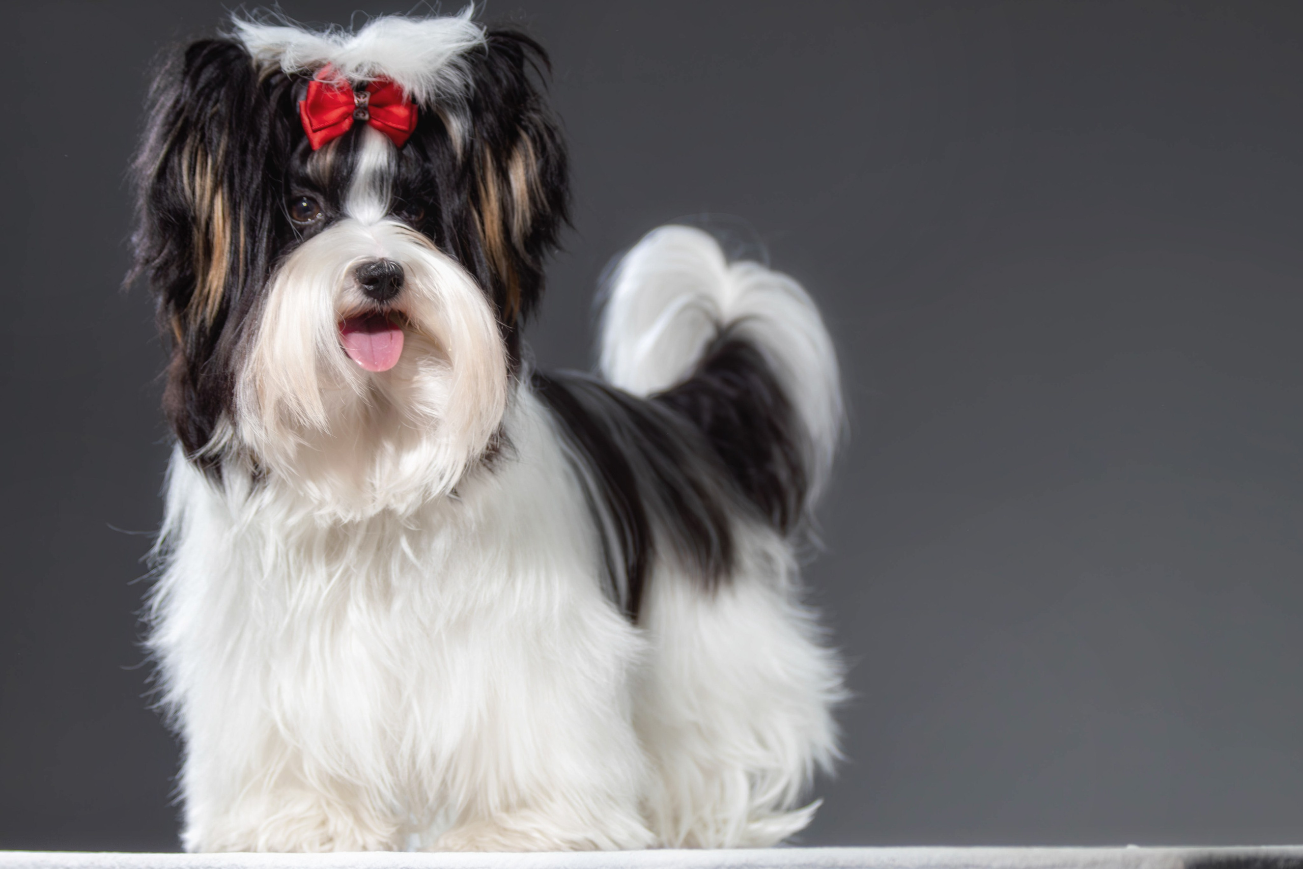 Фотосессия с животными. Фотограф анималист — Тула, Москва