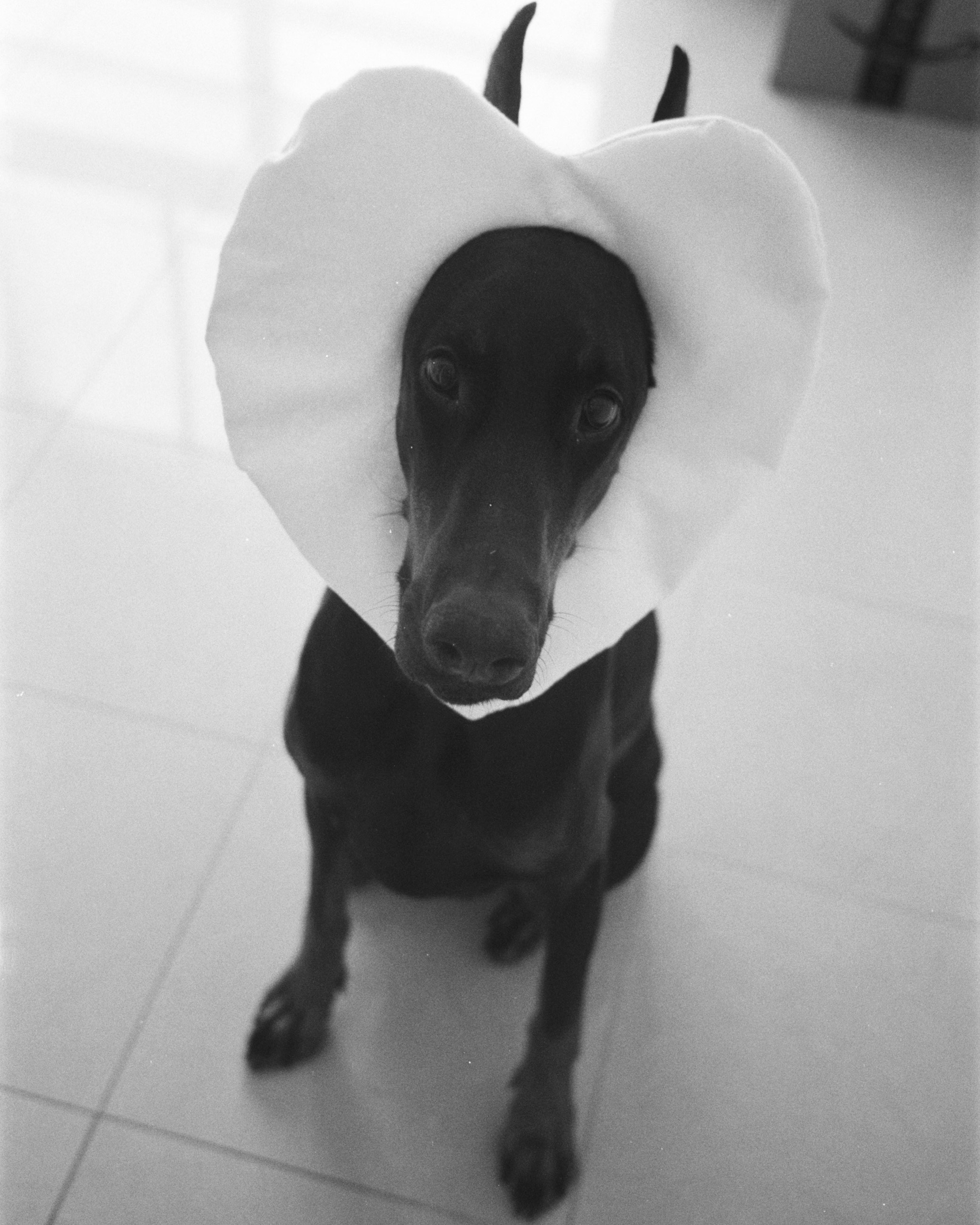 Valentine’s Day (35мм). Katyavasileva