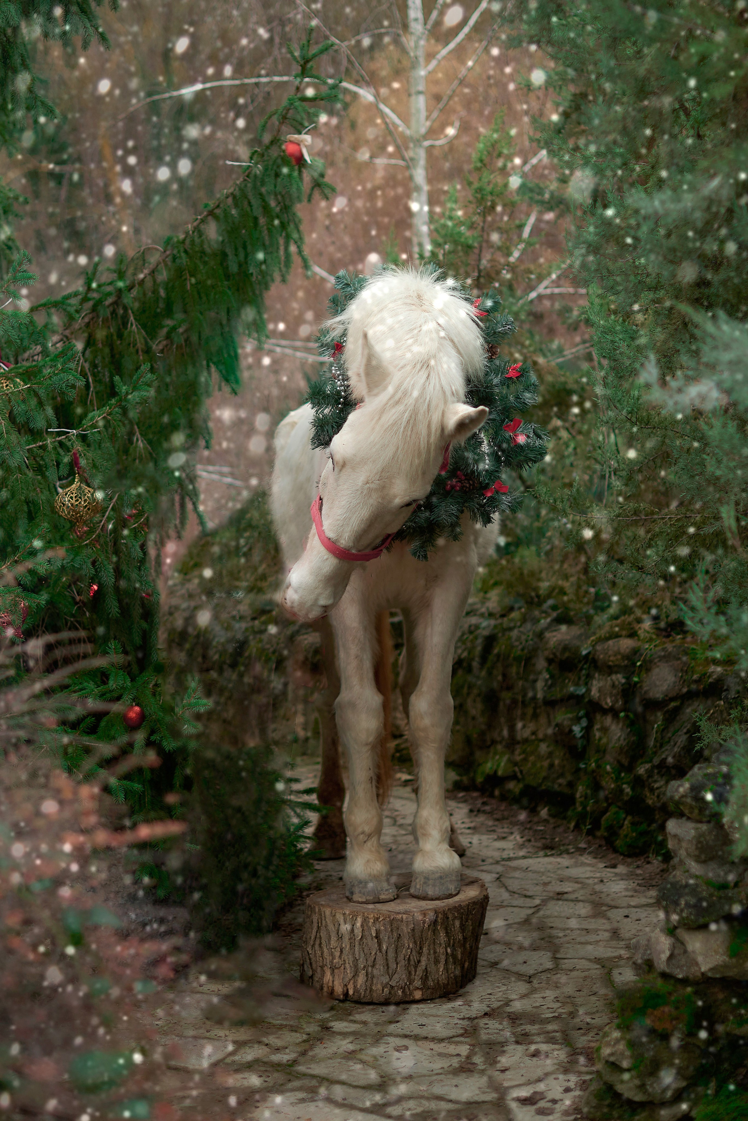 Диана, Гром и Мандаринка. Фотограф в Севастополе