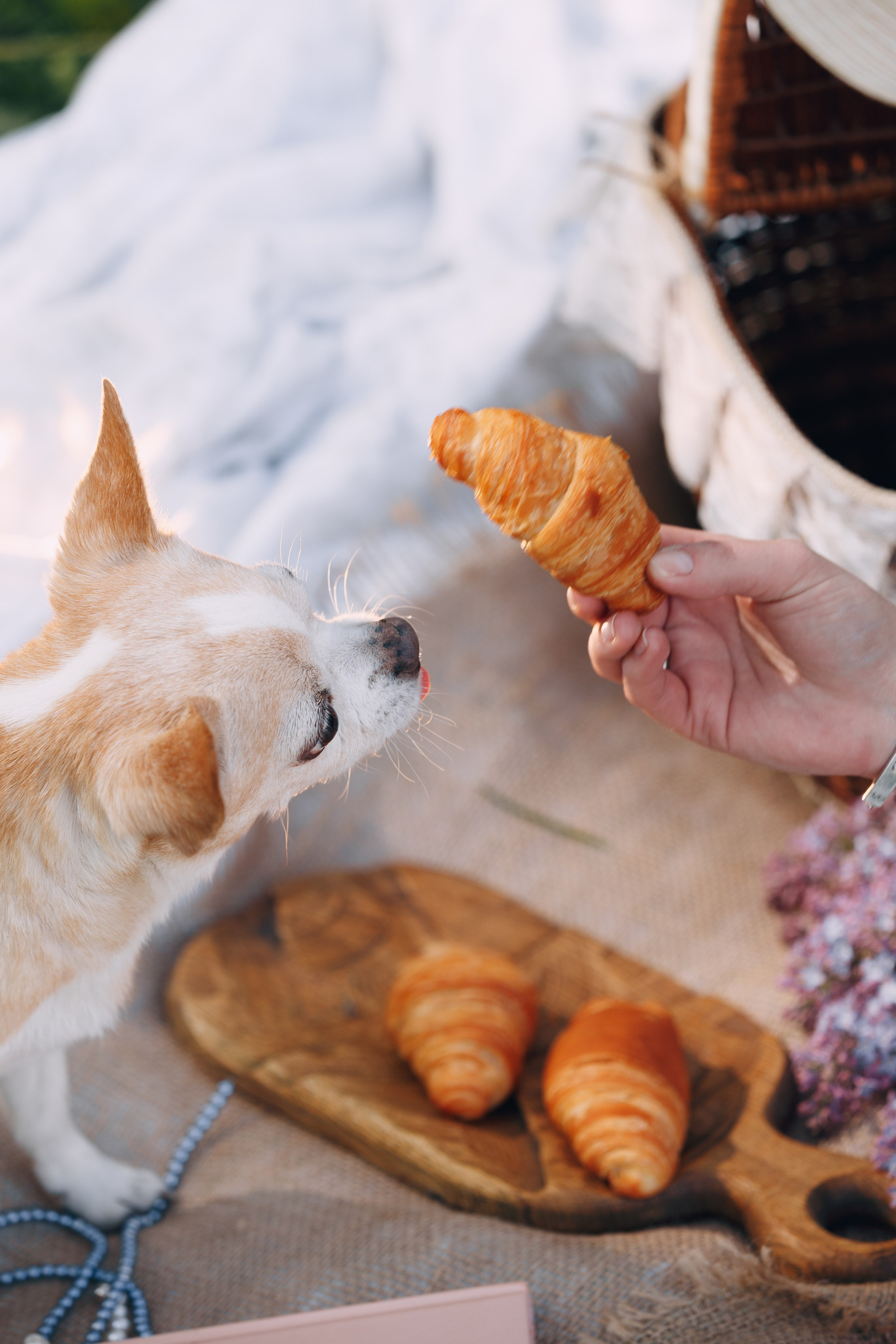 Оля, Патрик, Мейли и Джонни. Фотограф анималист Кристина Карпова, Москва