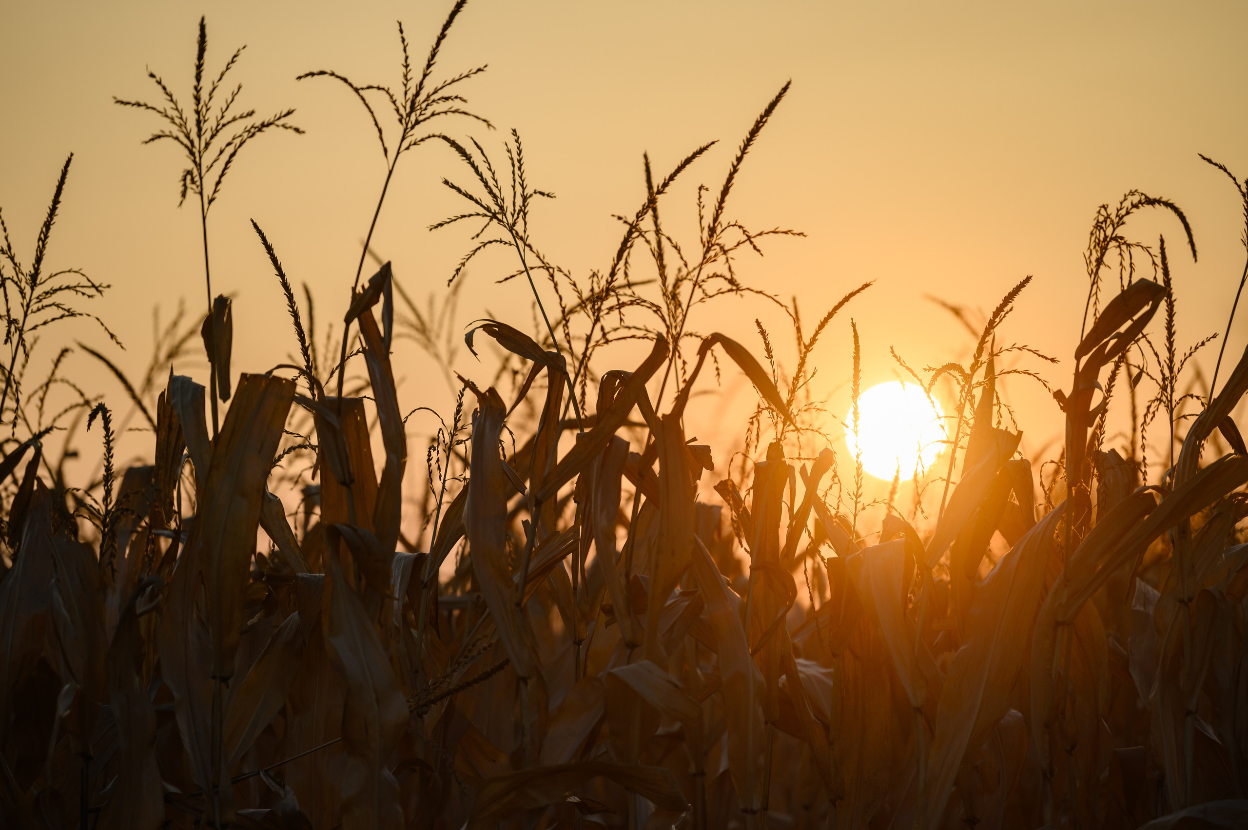 Проекты. Профессиональный фотограф Вячеслав Плацында | Липецк |