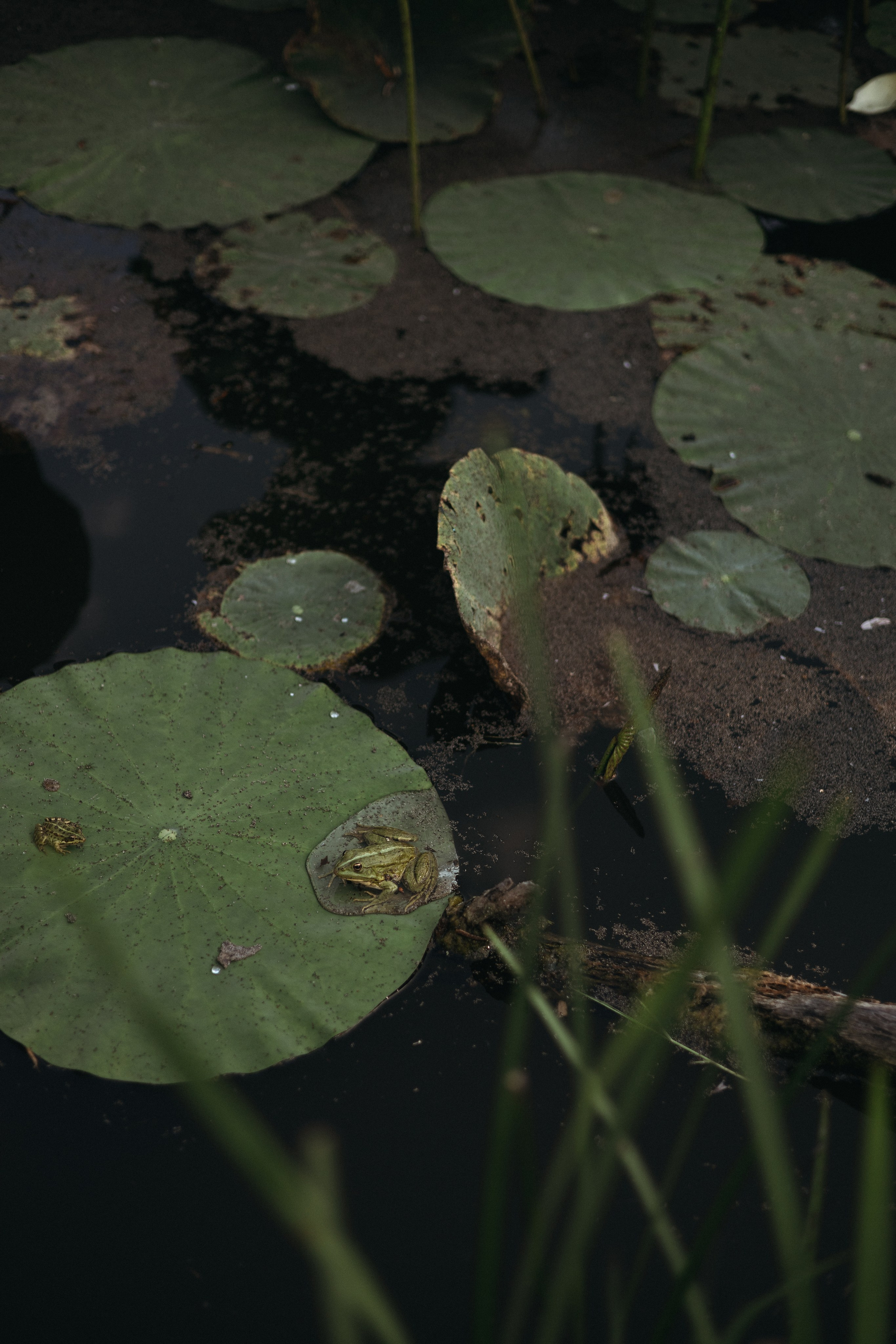 Милана. Nikolpinhasova