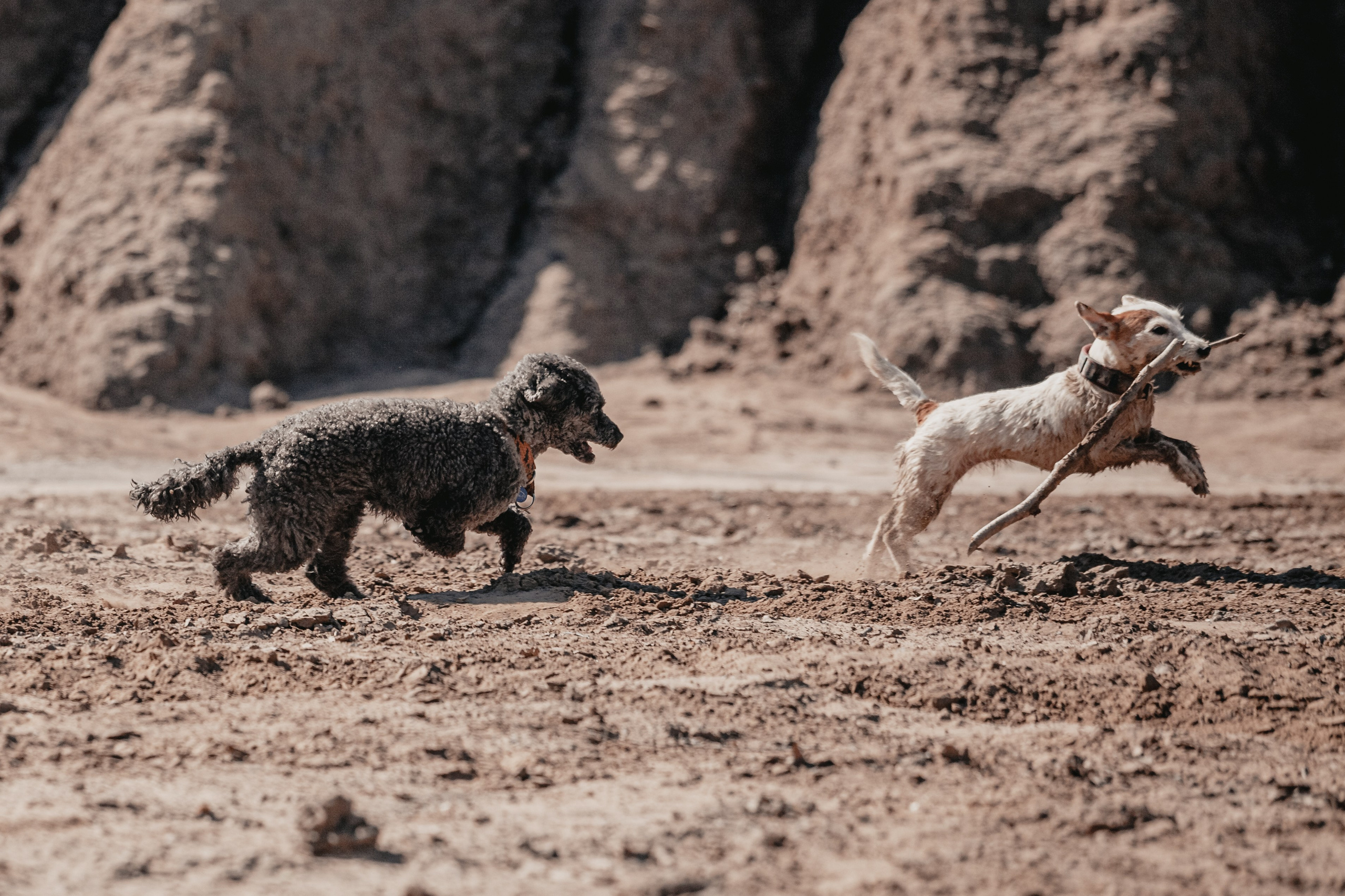 Кондуки. Фотограф-анималист Татьяна Степанова