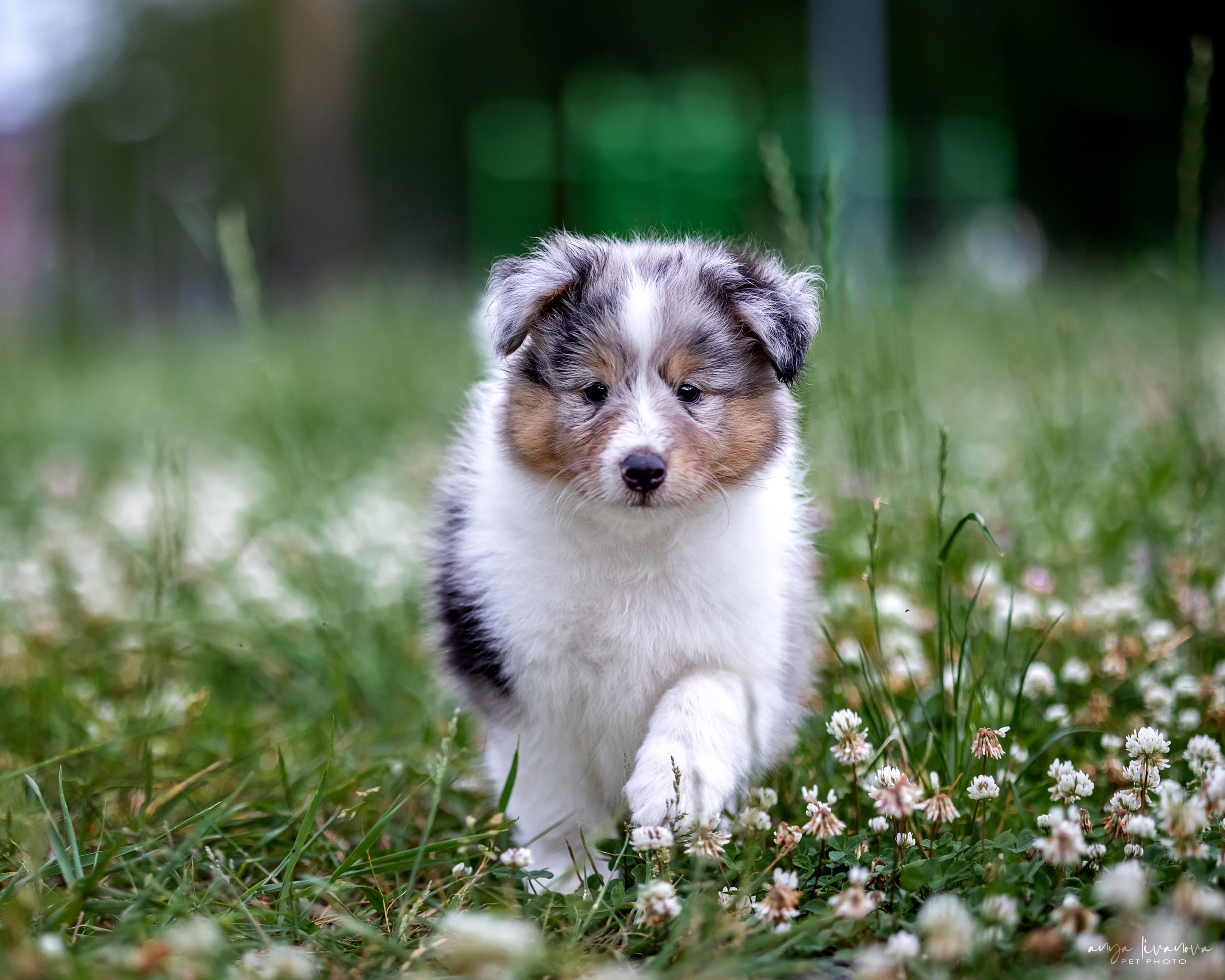 Шелти. Фотограф анималист Аня Ливанова | Рыбинск