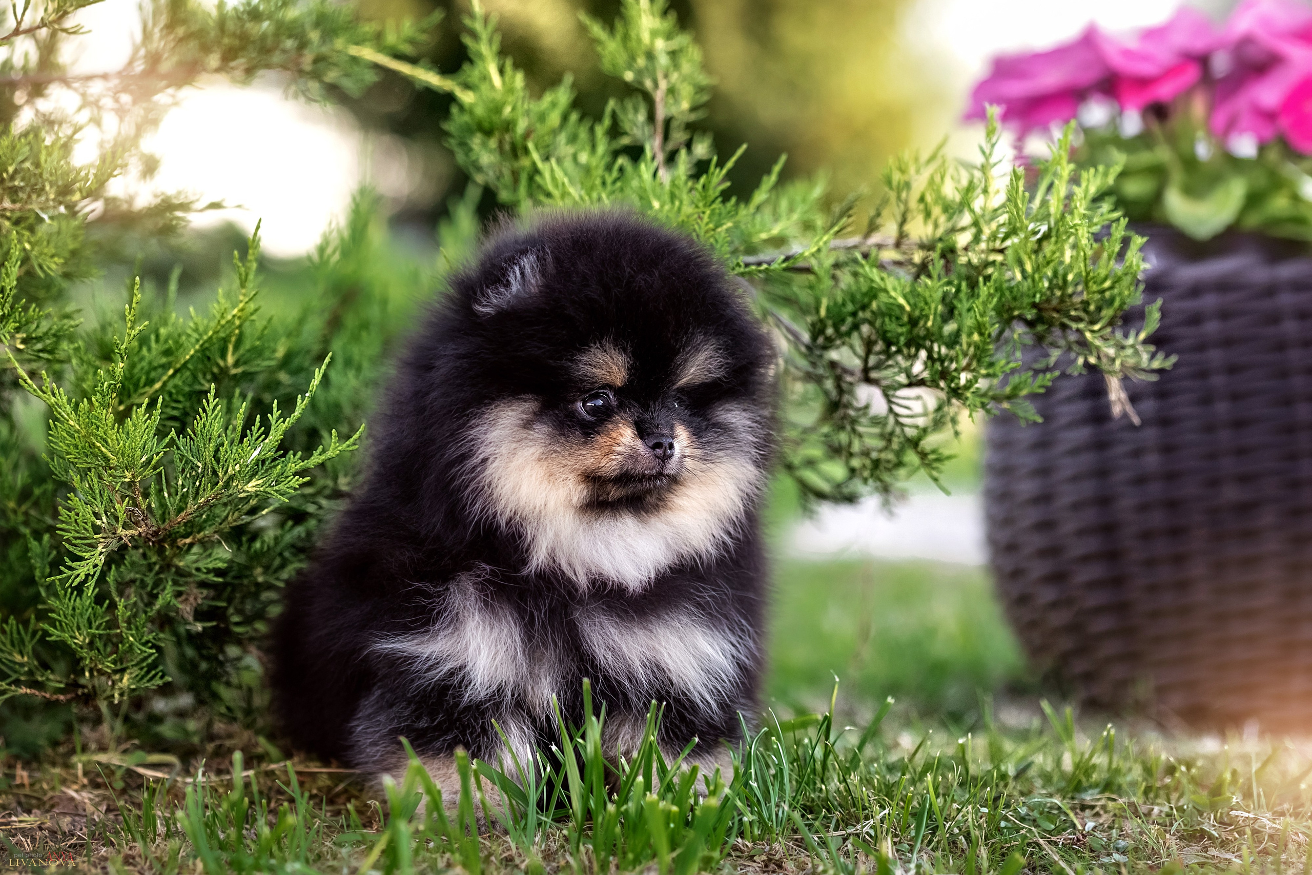 Шпцулики. Фотограф анималист Аня Ливанова | Рыбинск